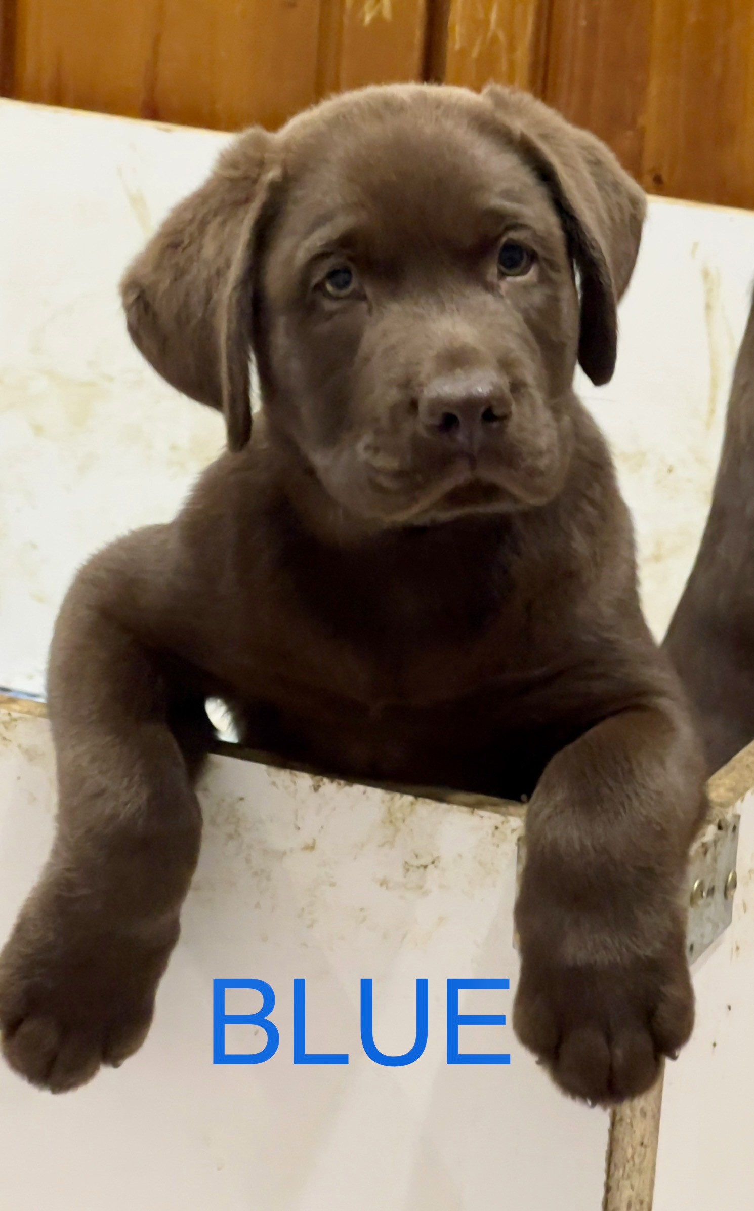 2 Pure Bred Chocolate Labradors for sale