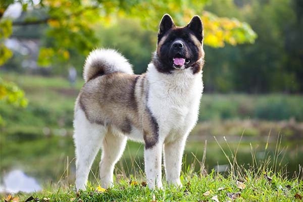 Akita – Penrith