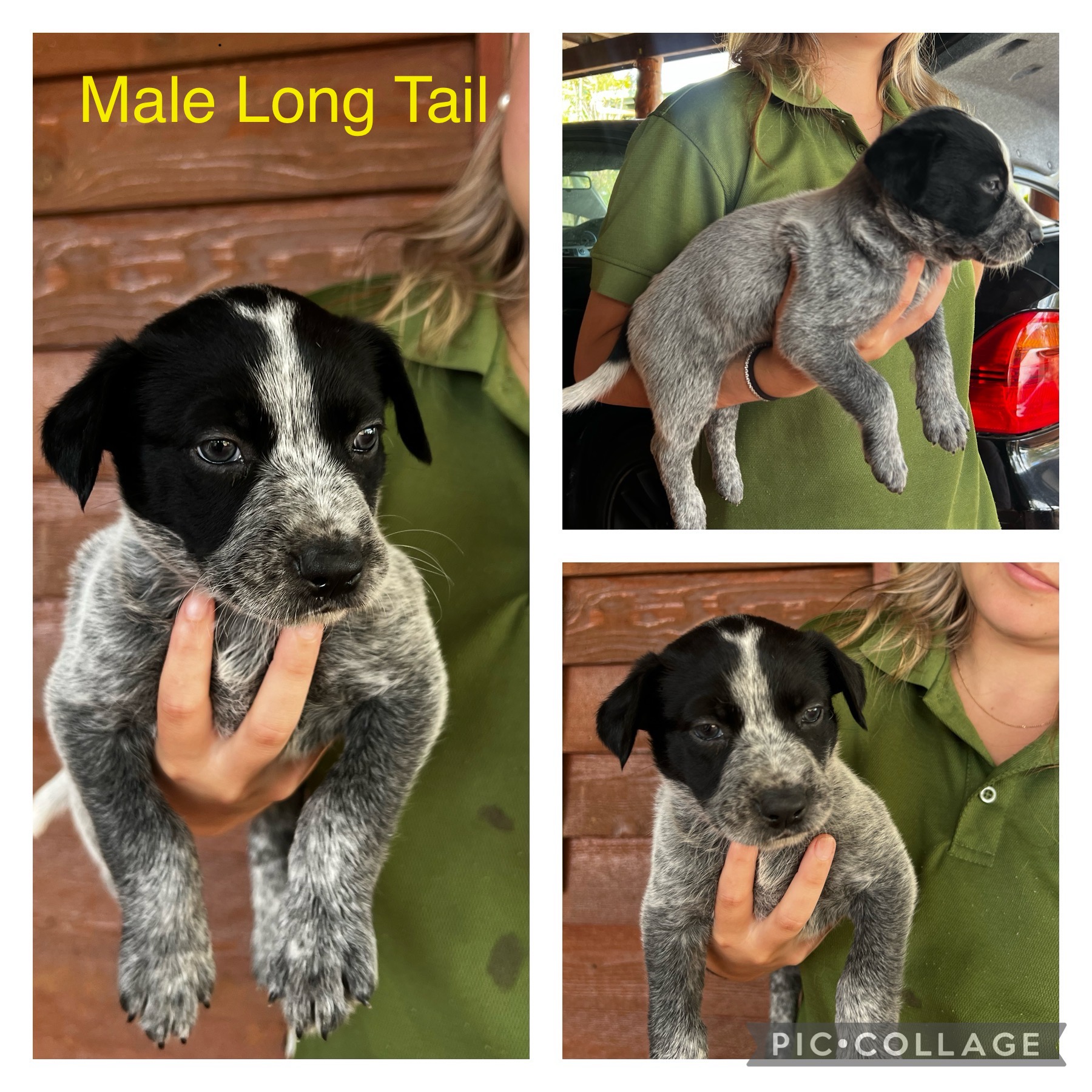 Cattle dog puppies