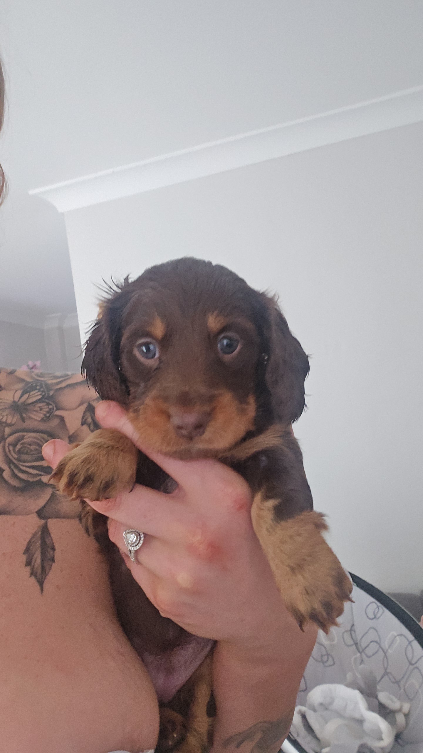 Miniature Dachshund – Lake Illawarra