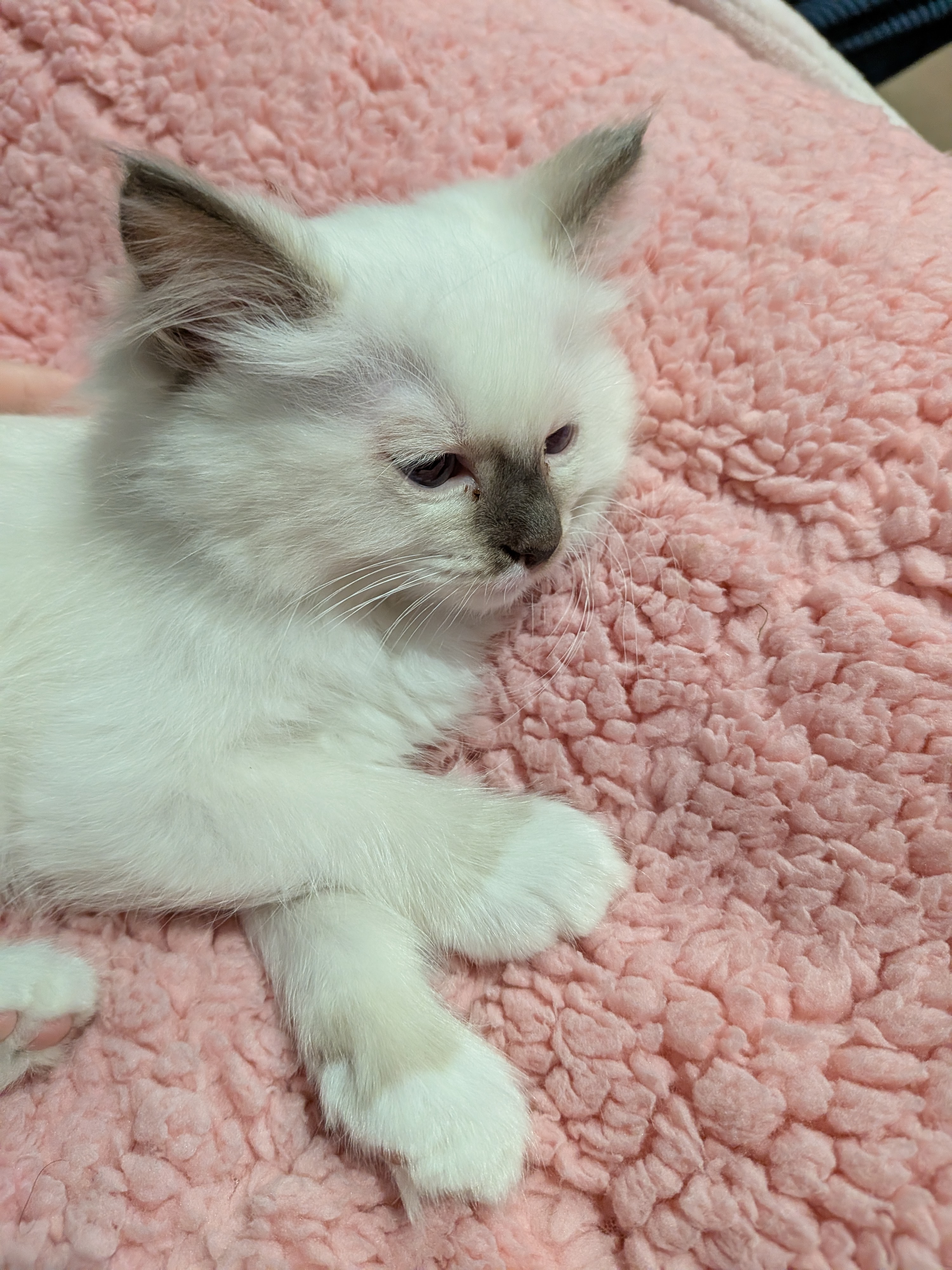 Ragdoll – Mildura