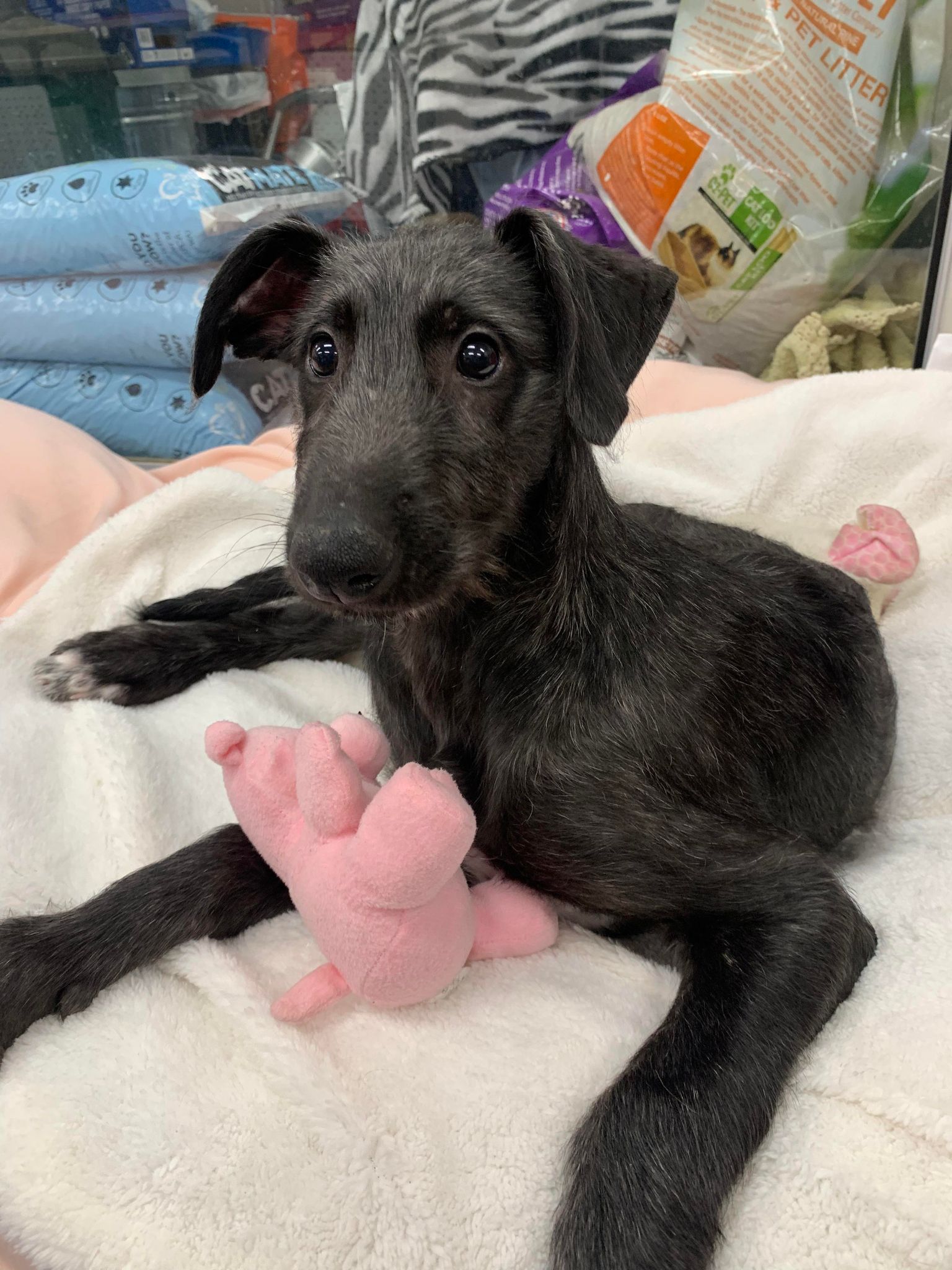 Deerhound puppy: female and male available