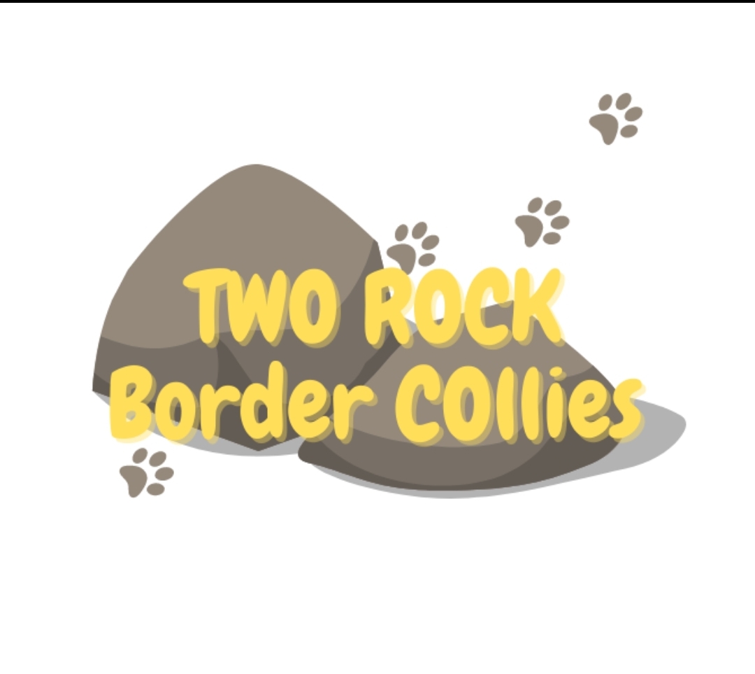 Border Collies
