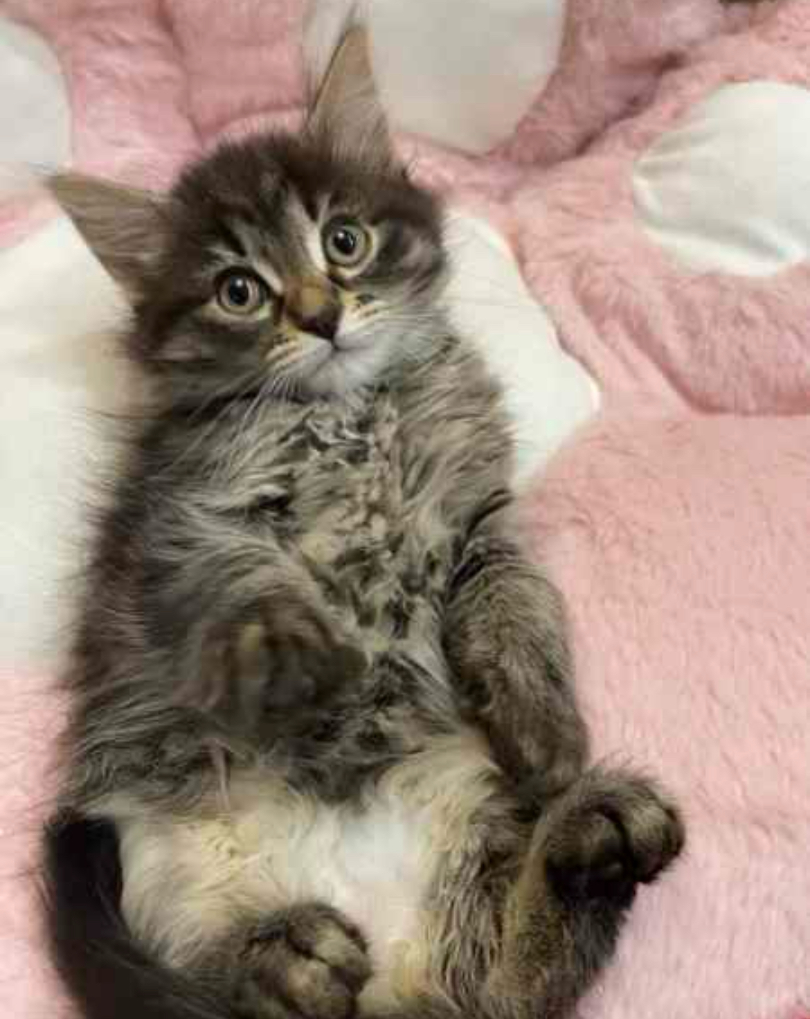 Maine Coon – Epping