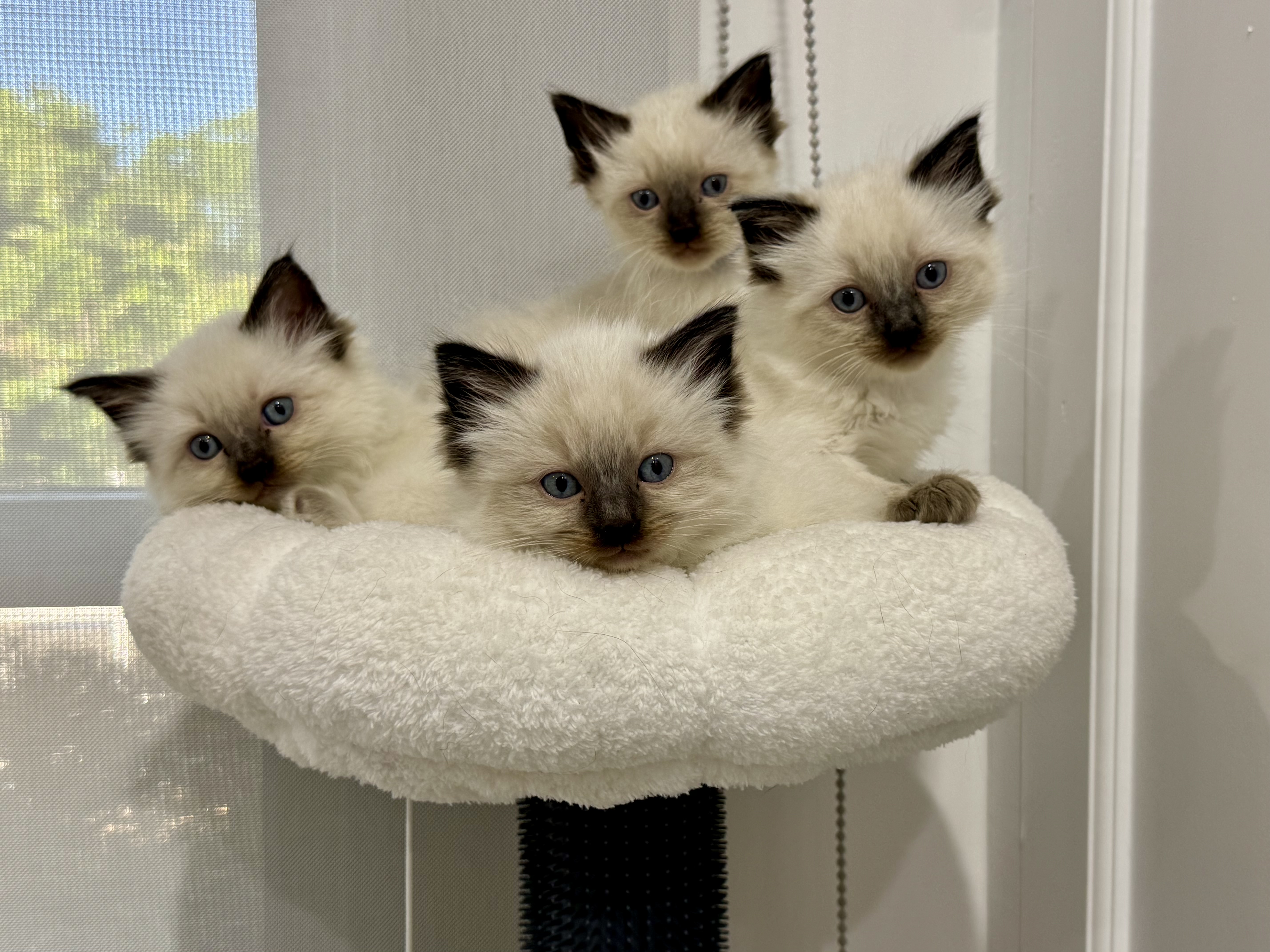 Ragdoll – Shepparton