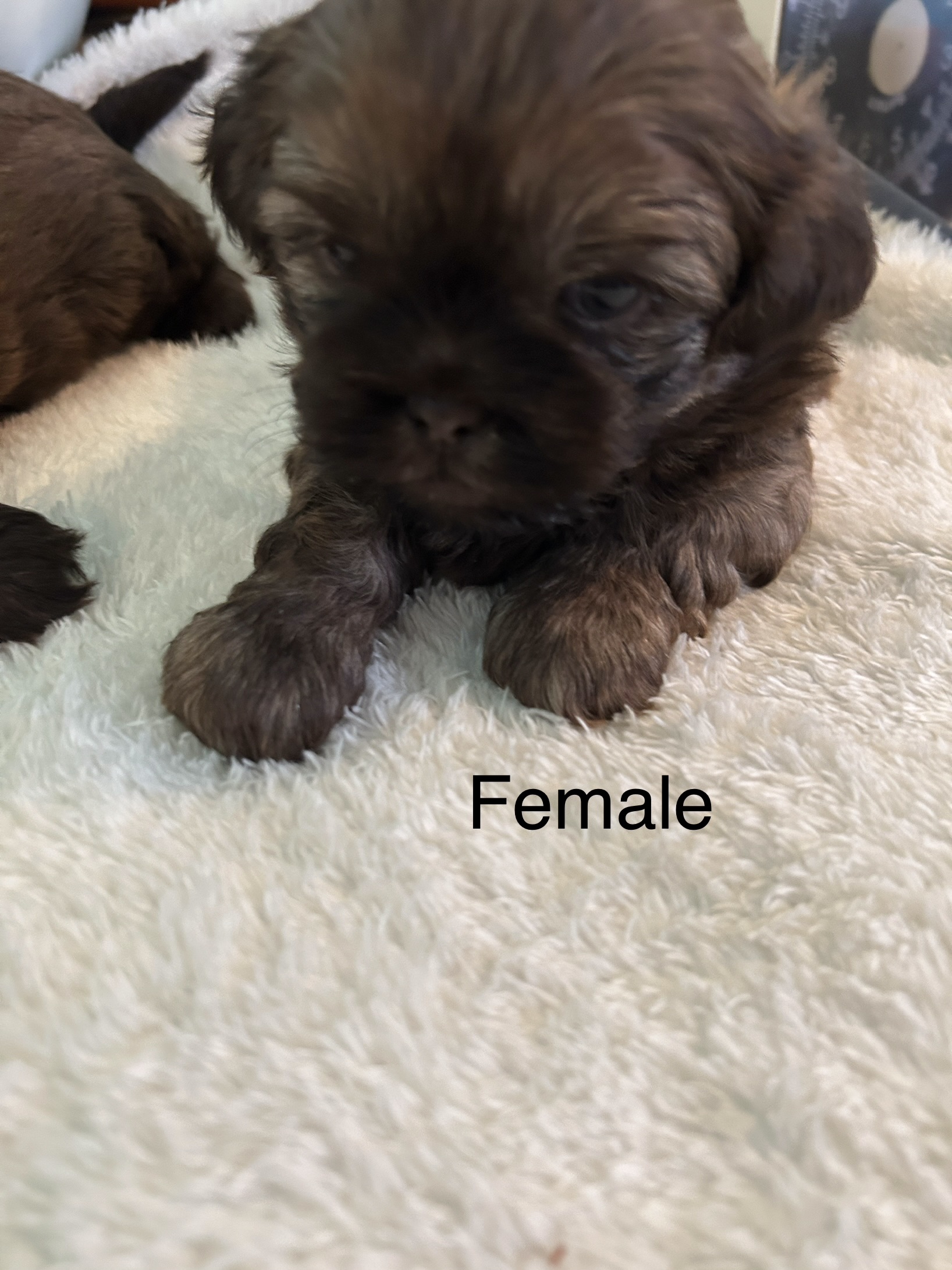 Shih Tzu – Sharon Lea Kirkman