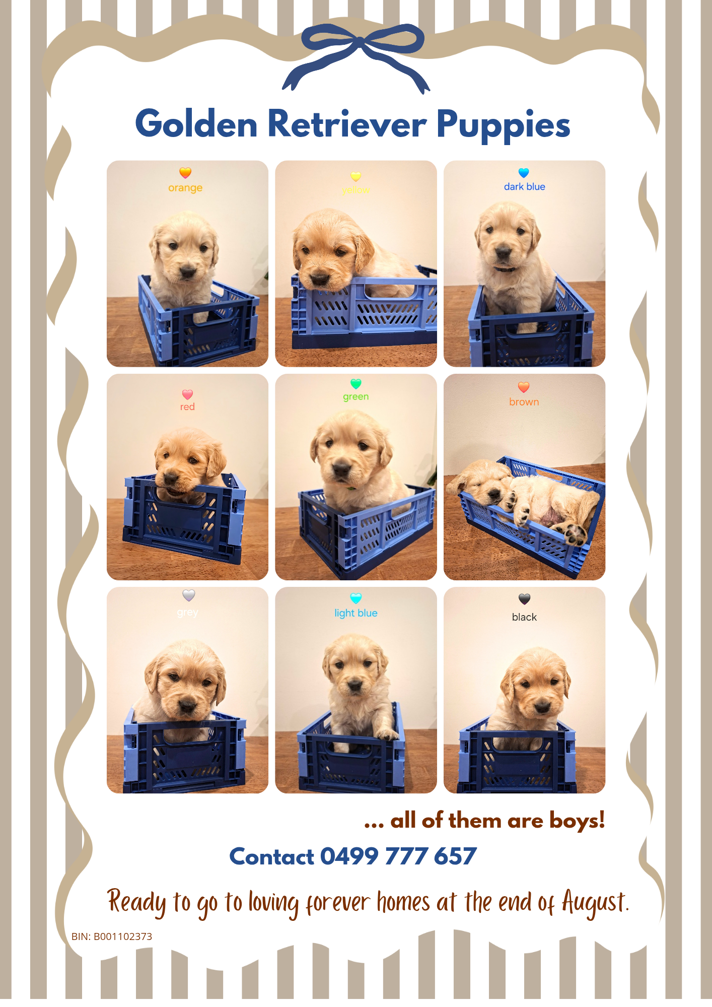 Golden Retriever – Picton