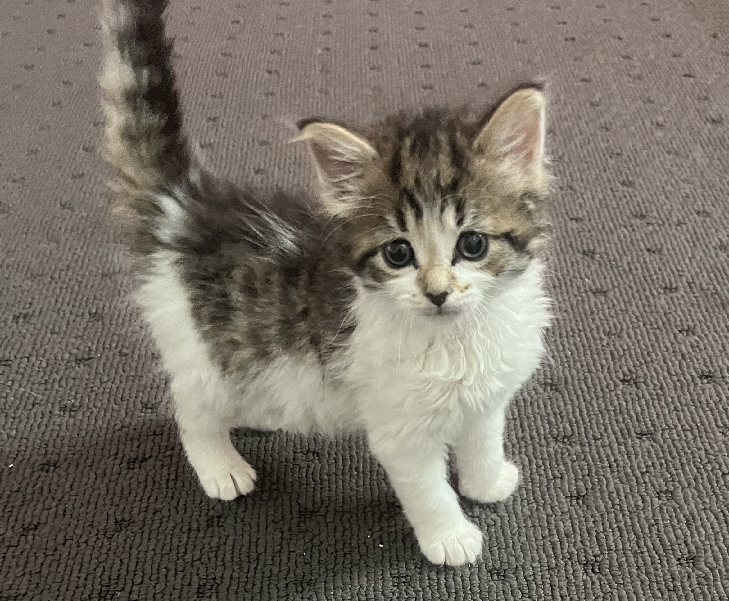 Domestic Medium Hair (DMH) – Beaumont Hills