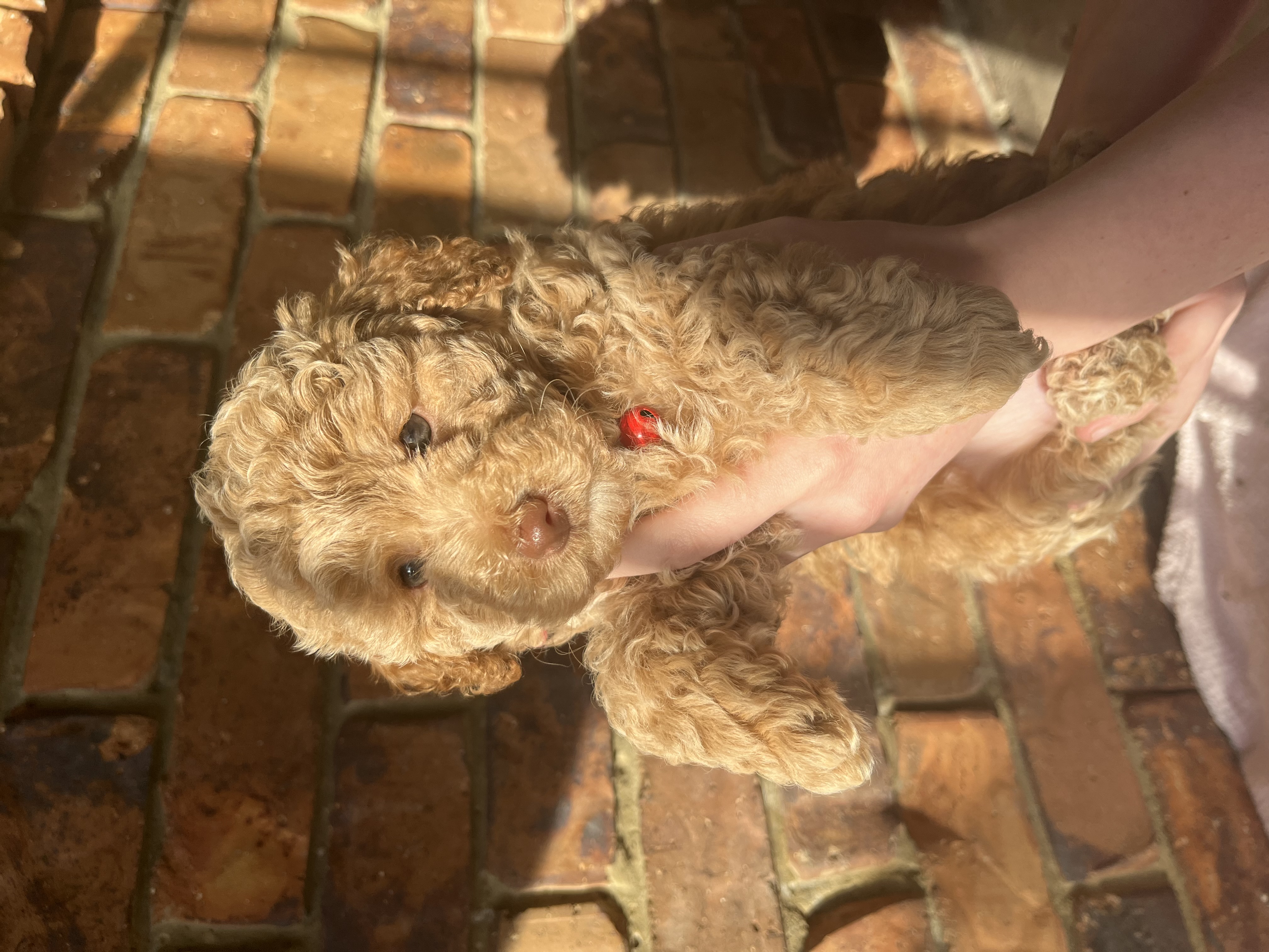 Toy Poodle – Ipswich