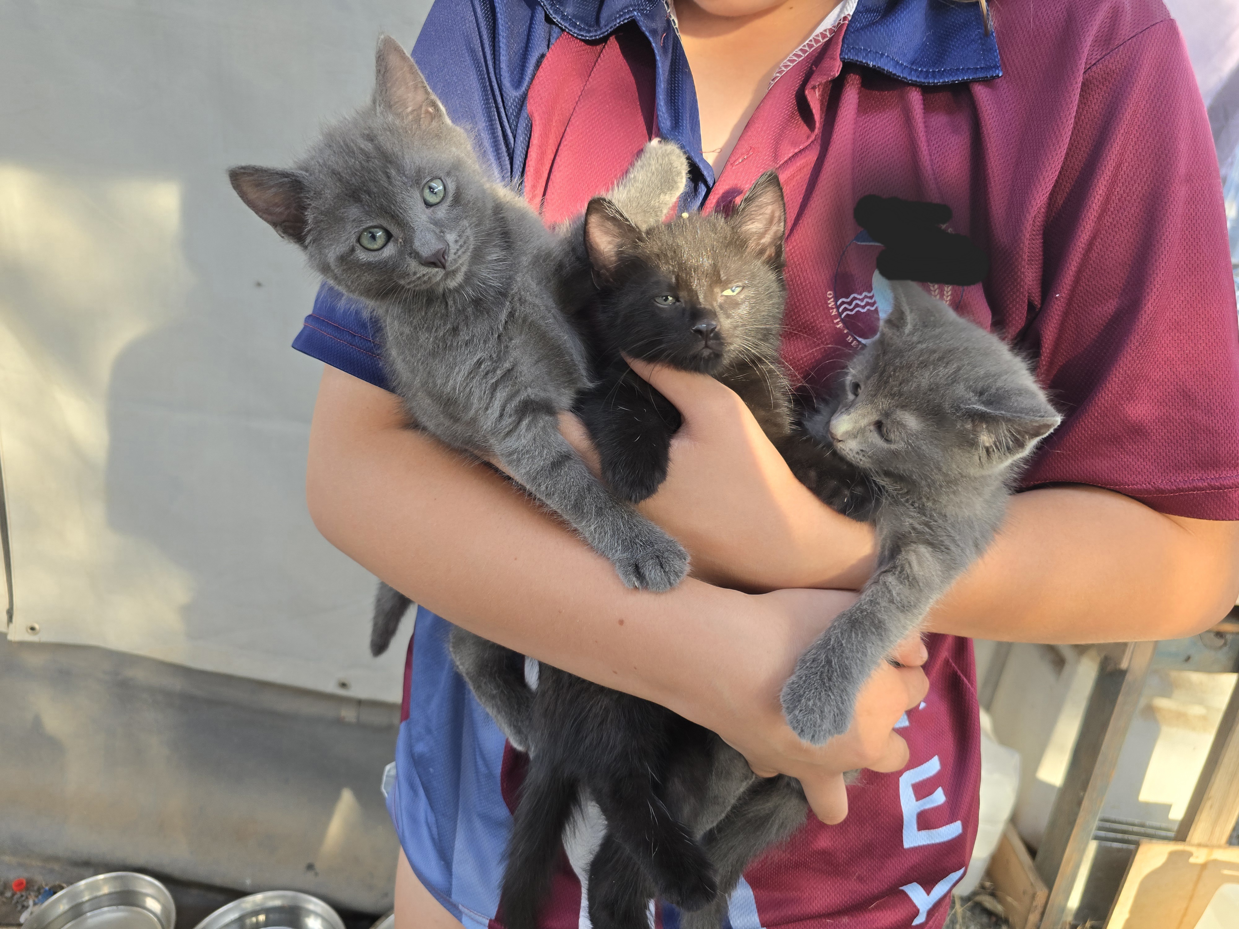 Domestic Medium Hair (DMH) – Rosalie Plains