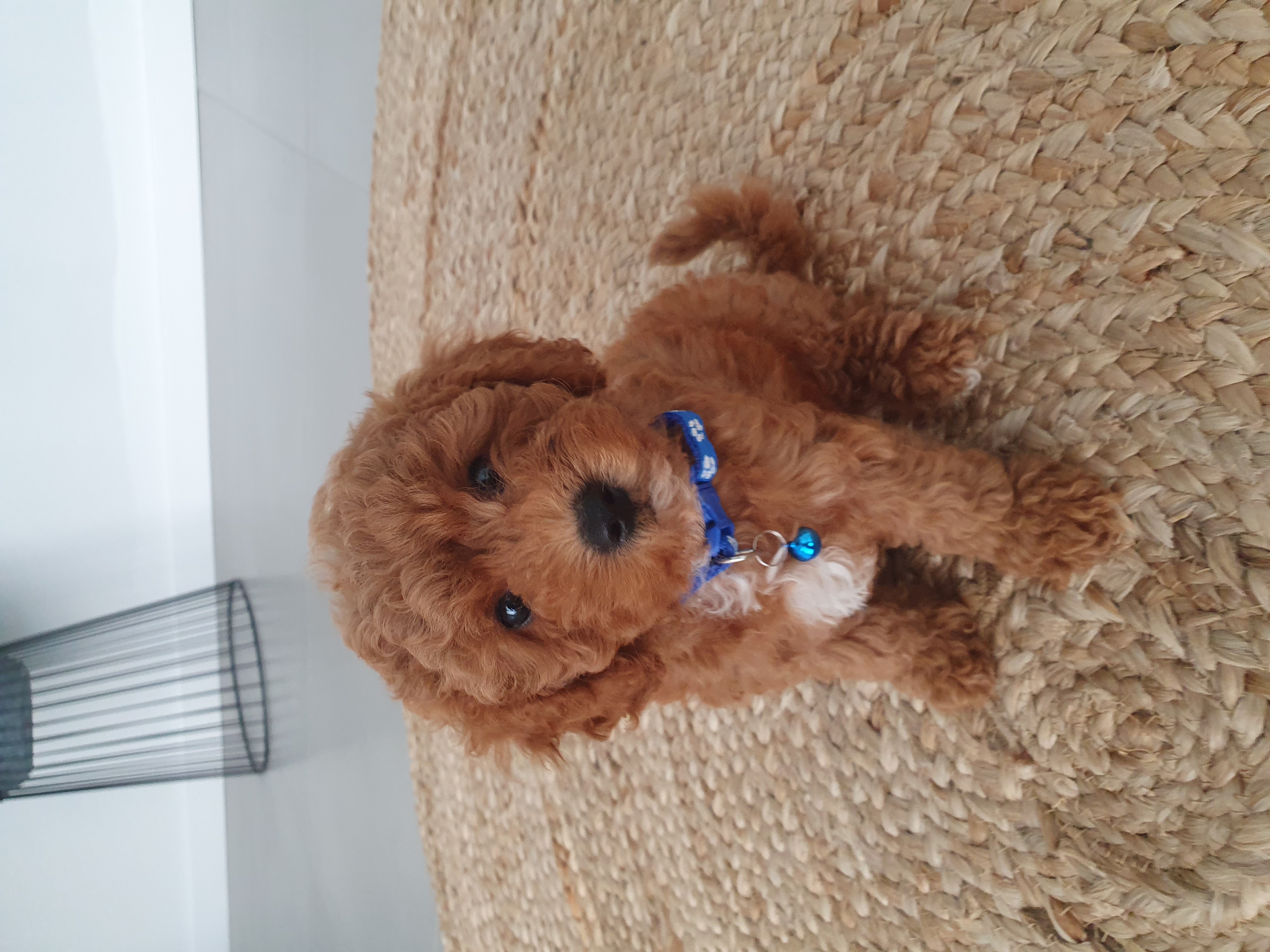 Toy Cavoodle – Albany