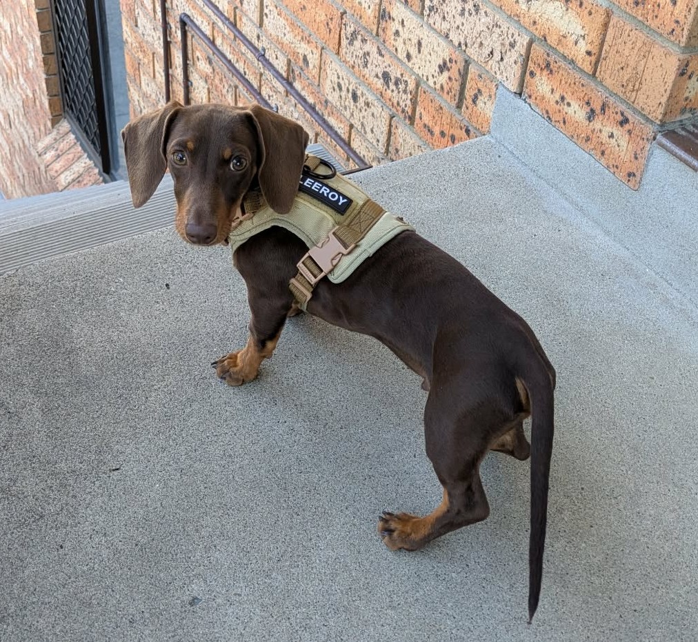 Miniature Dachshund – Grafton
