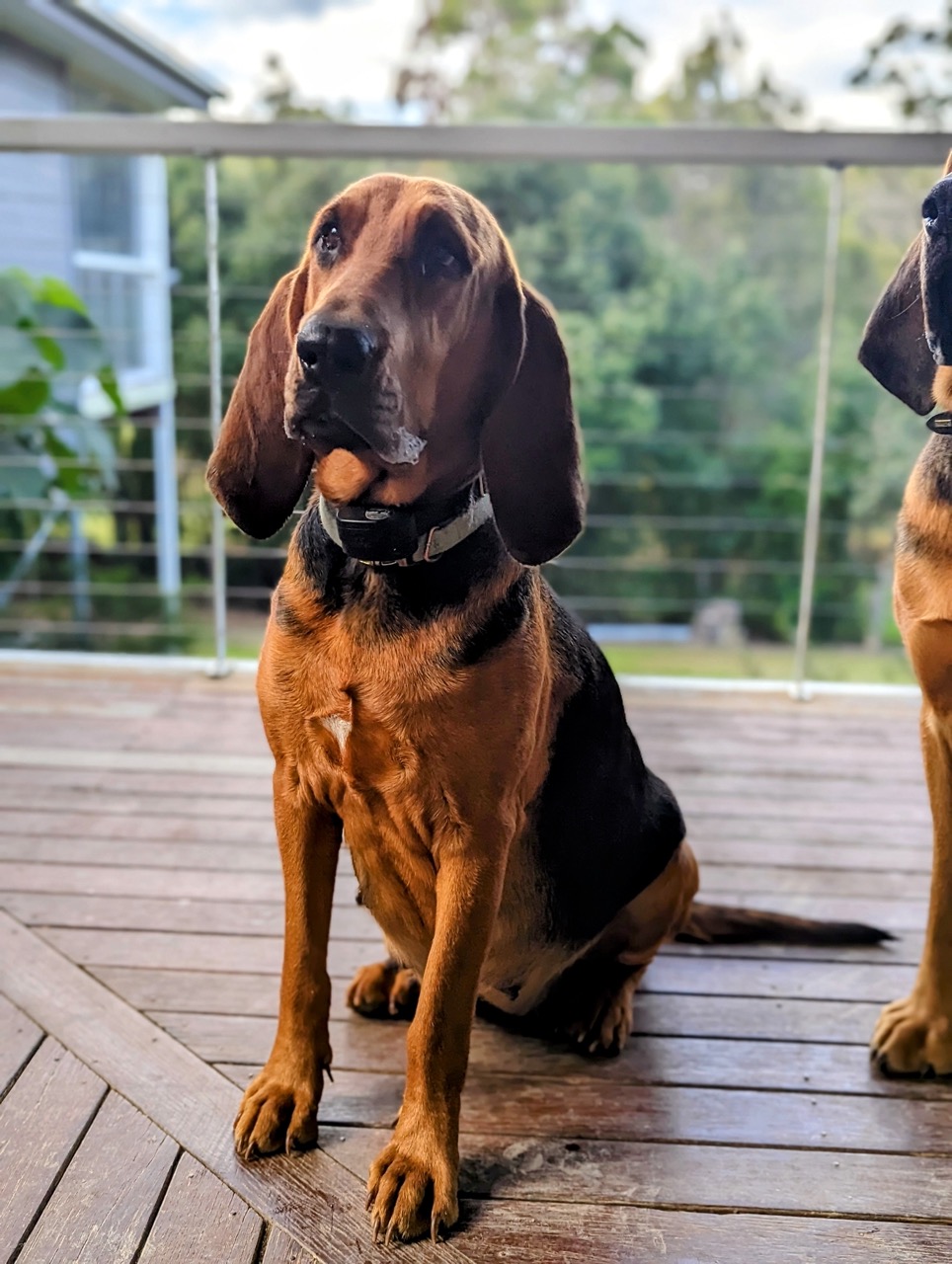Pure Bred Bloodhound Puppies