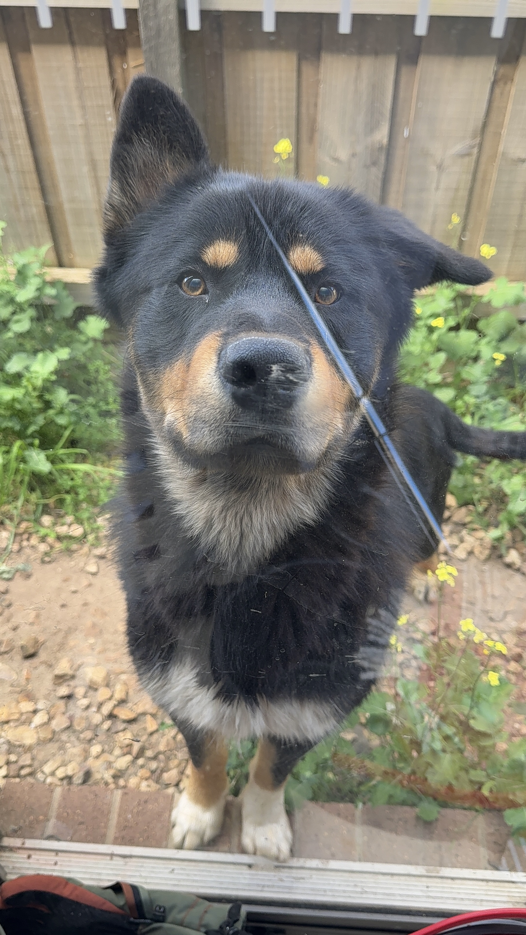 Dogs – Werribee