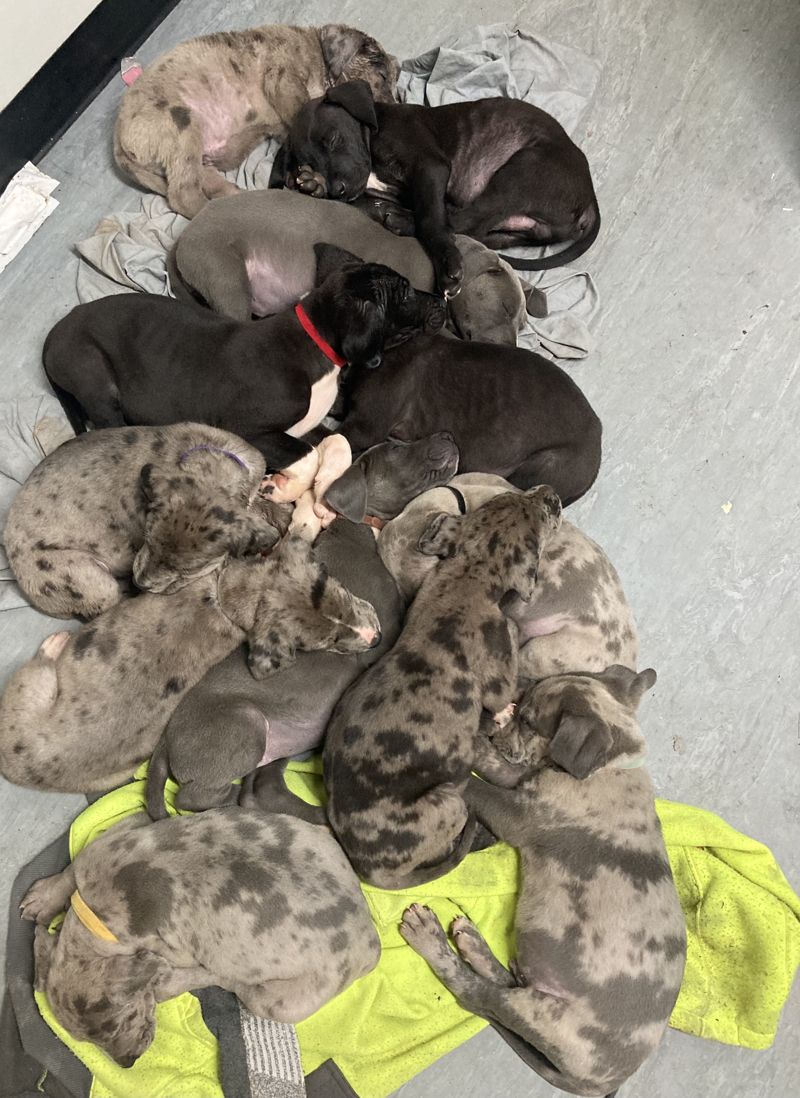 Catahoula Leopard Dog – Coowonga