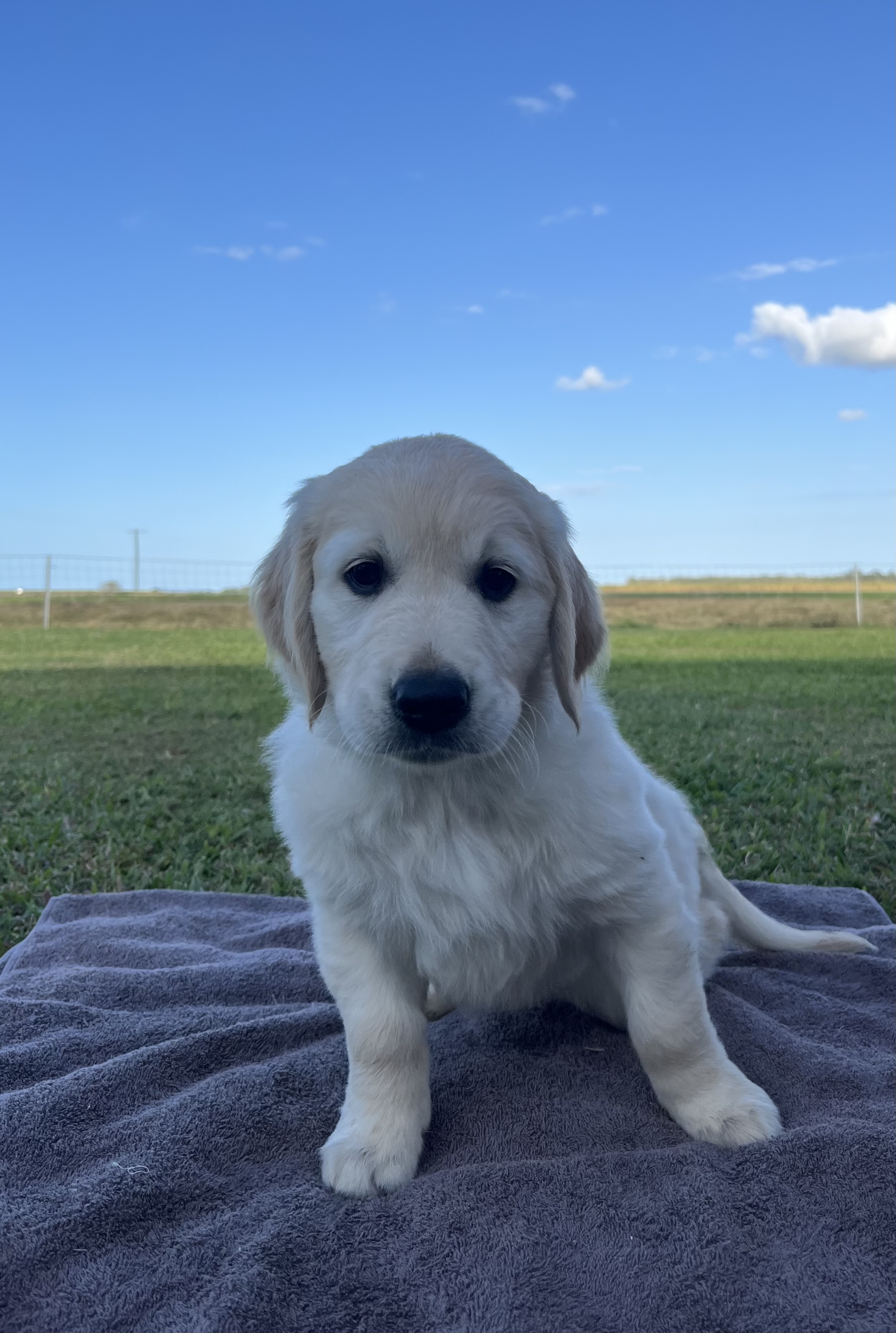 Golden Retriever – Ingham