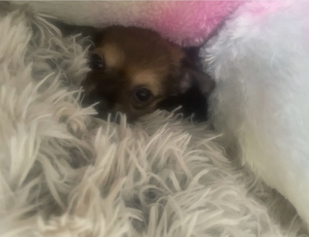 Chihuahua - Halekulani