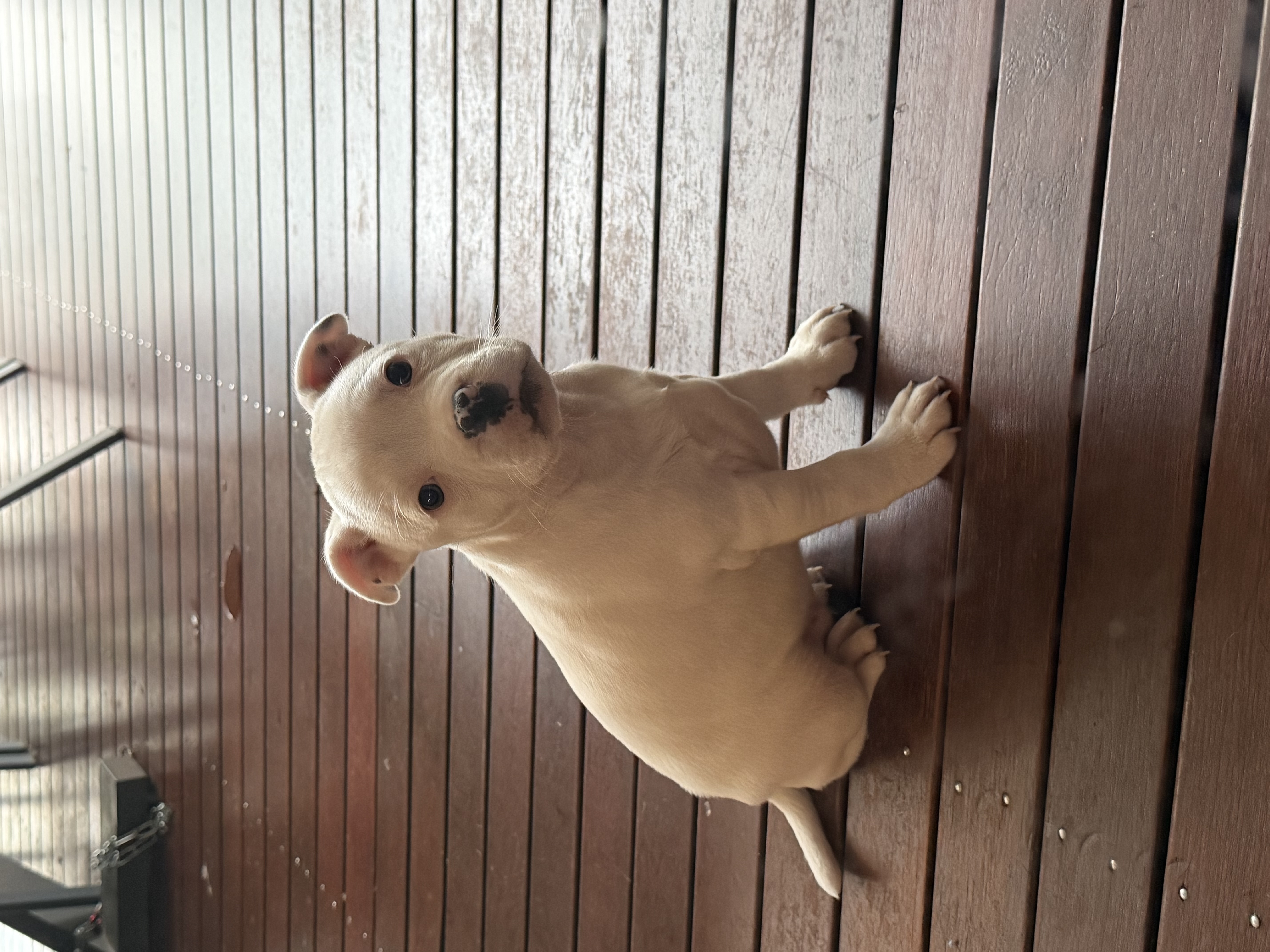Staffordshire Bull Terrier – Harkaway