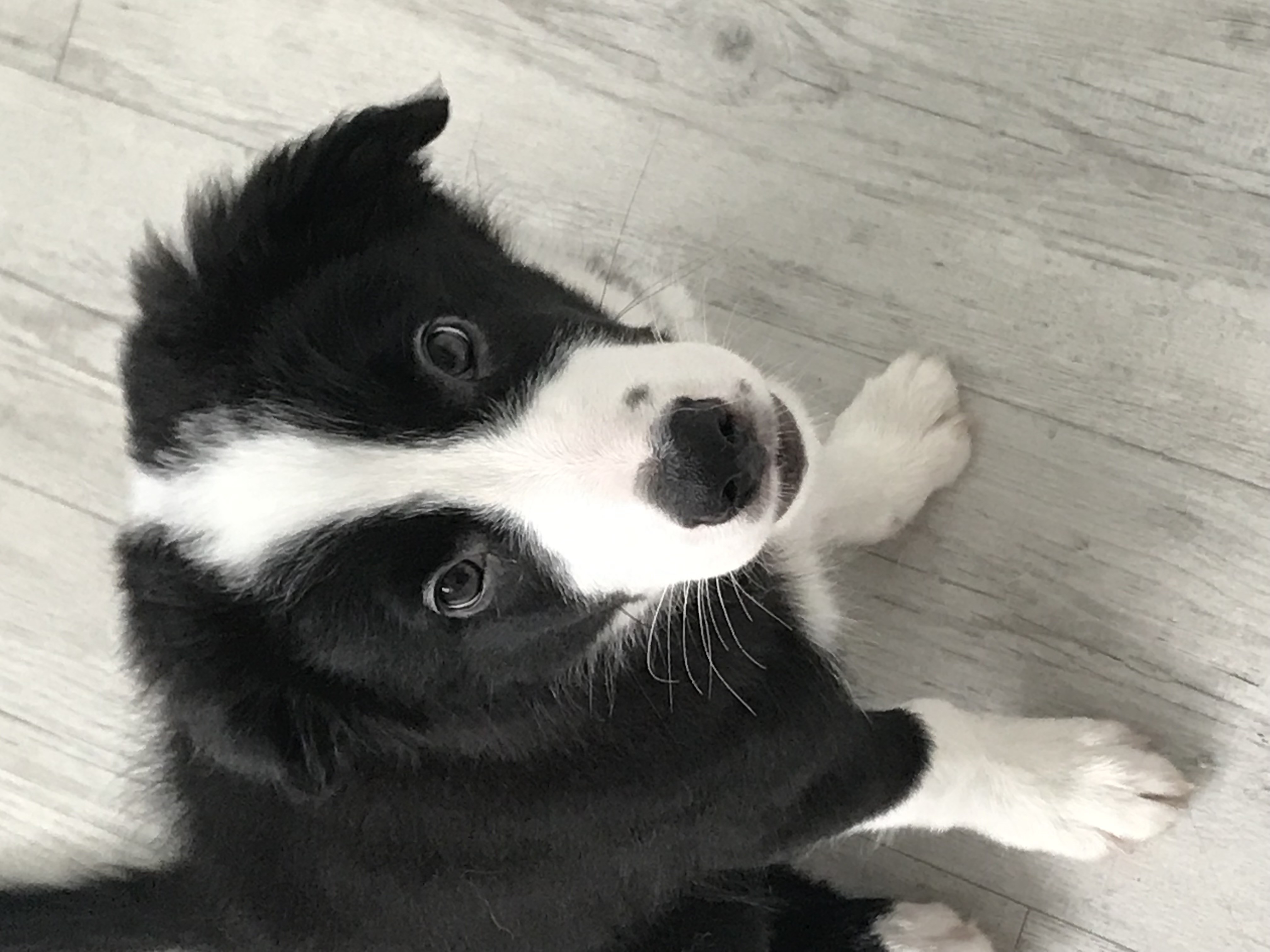 Border Collie - Sippy Downs