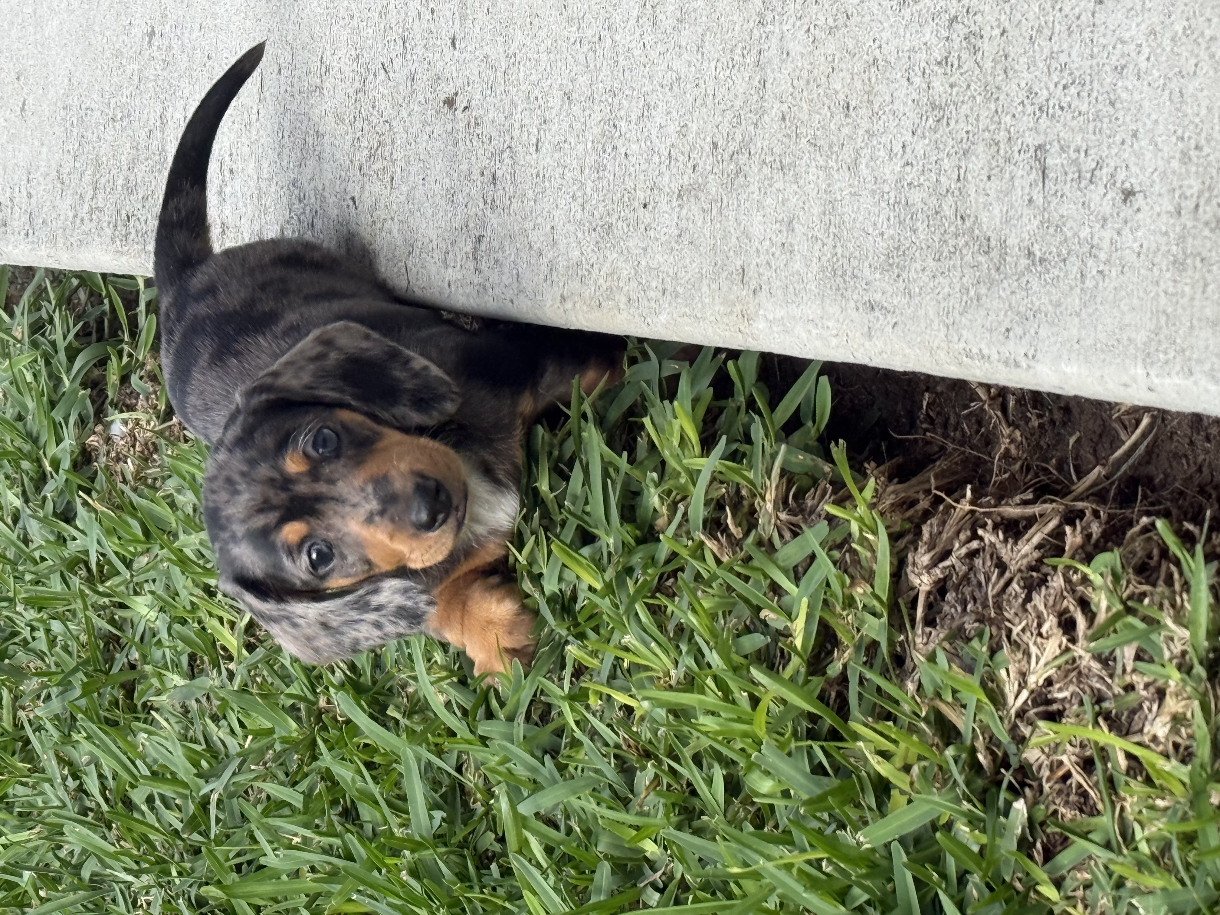Dachshund – Wynnum