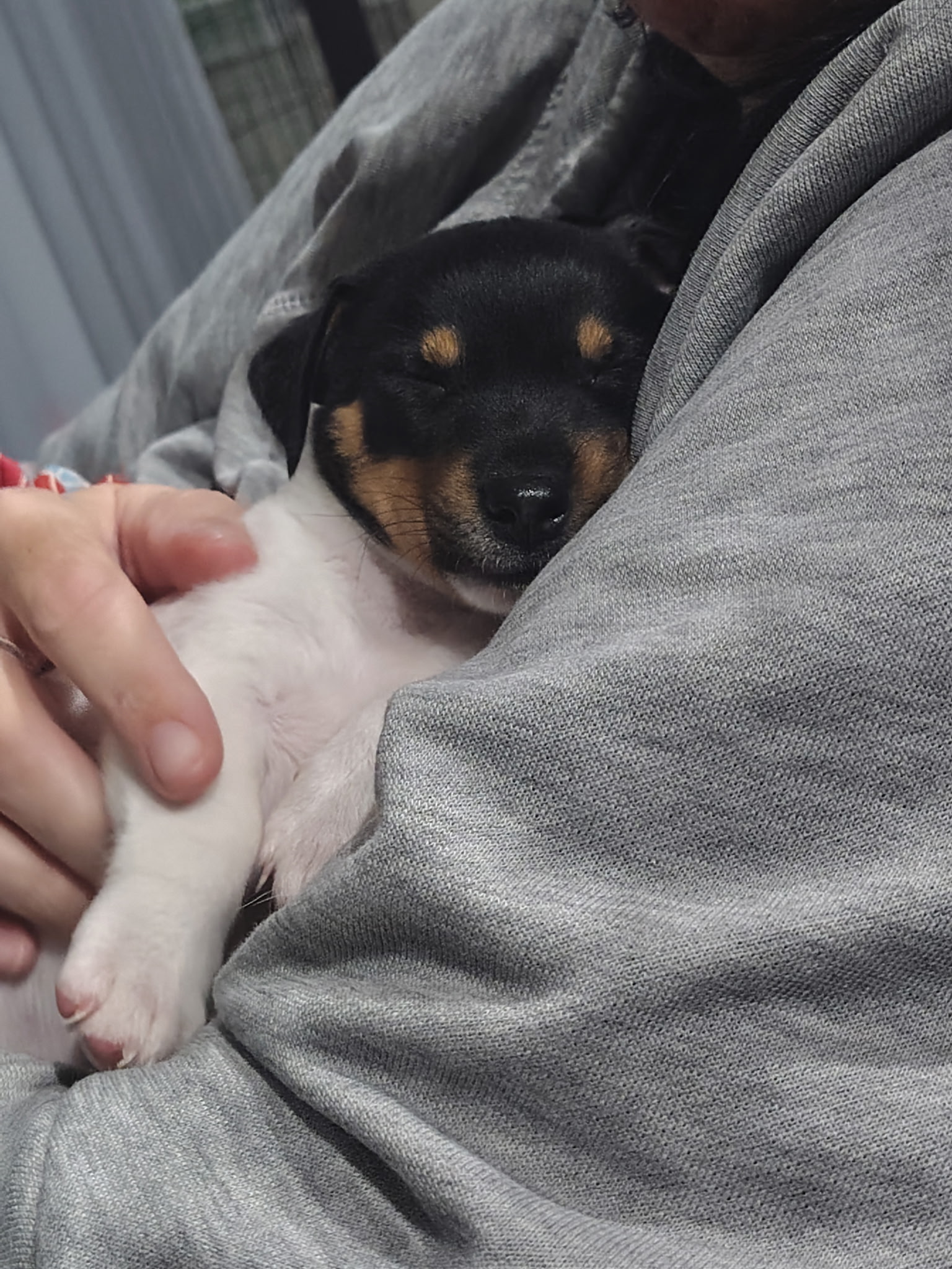Jack Russell – Ellenbrook