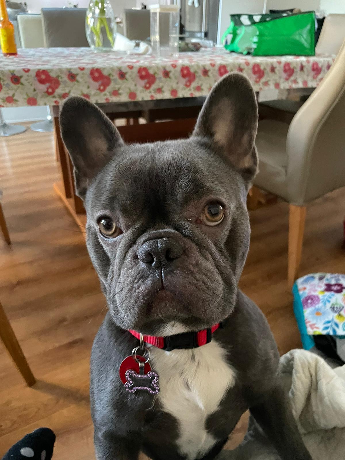 French Bulldog – Croydon Park