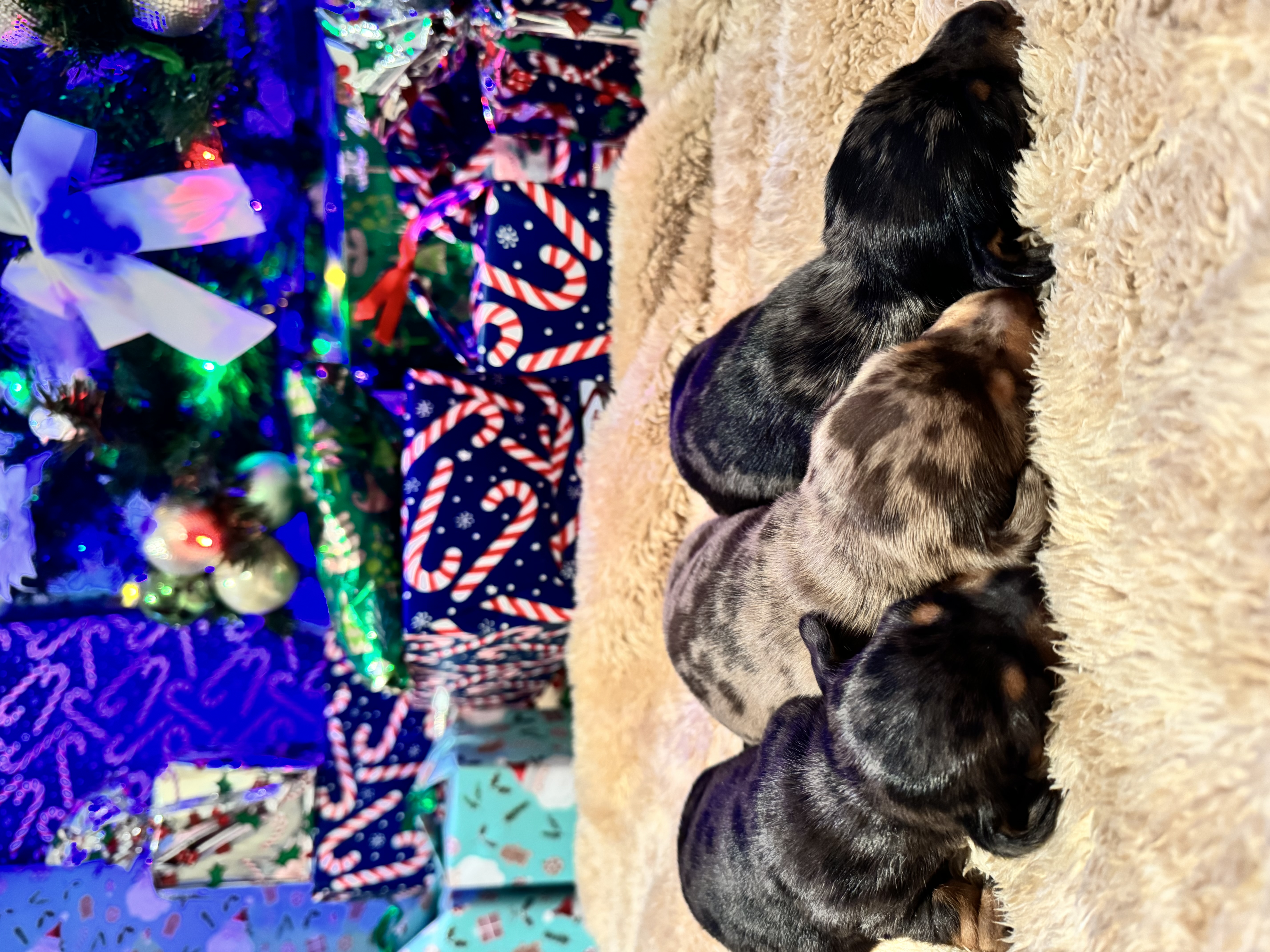 Dachshund – Charters Towers