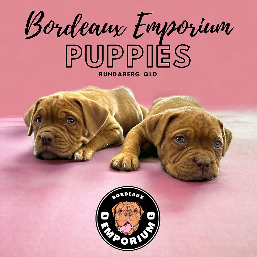 Purebred Dogue de Bordeaux Puppies