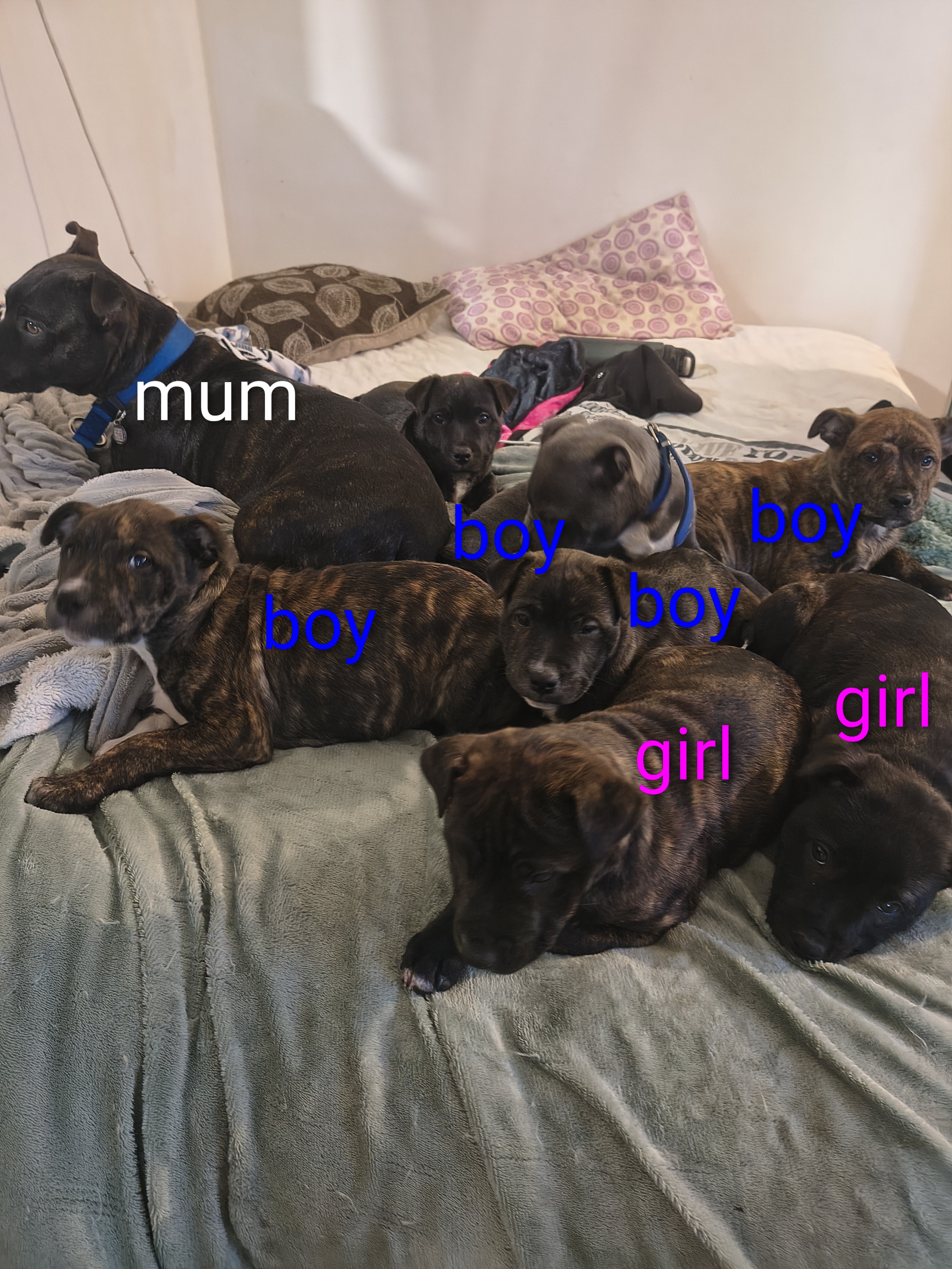 Other Dogs – Armadale