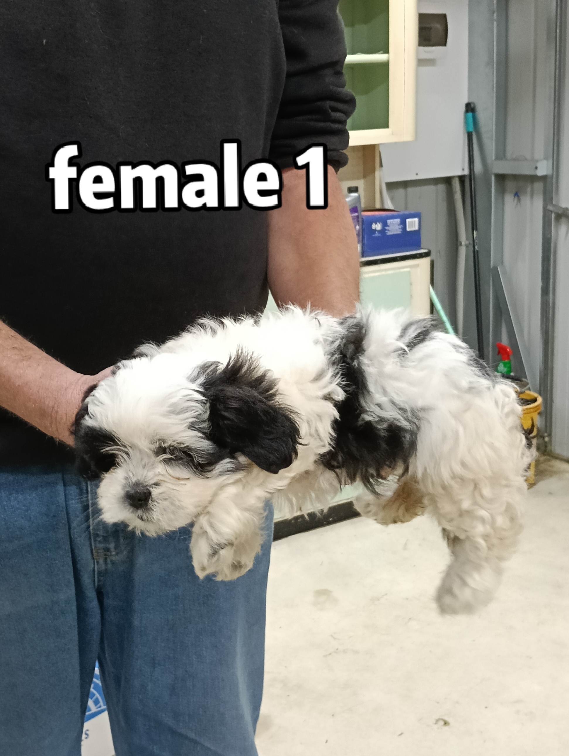 Maltese Shih Tzu – Port Willunga