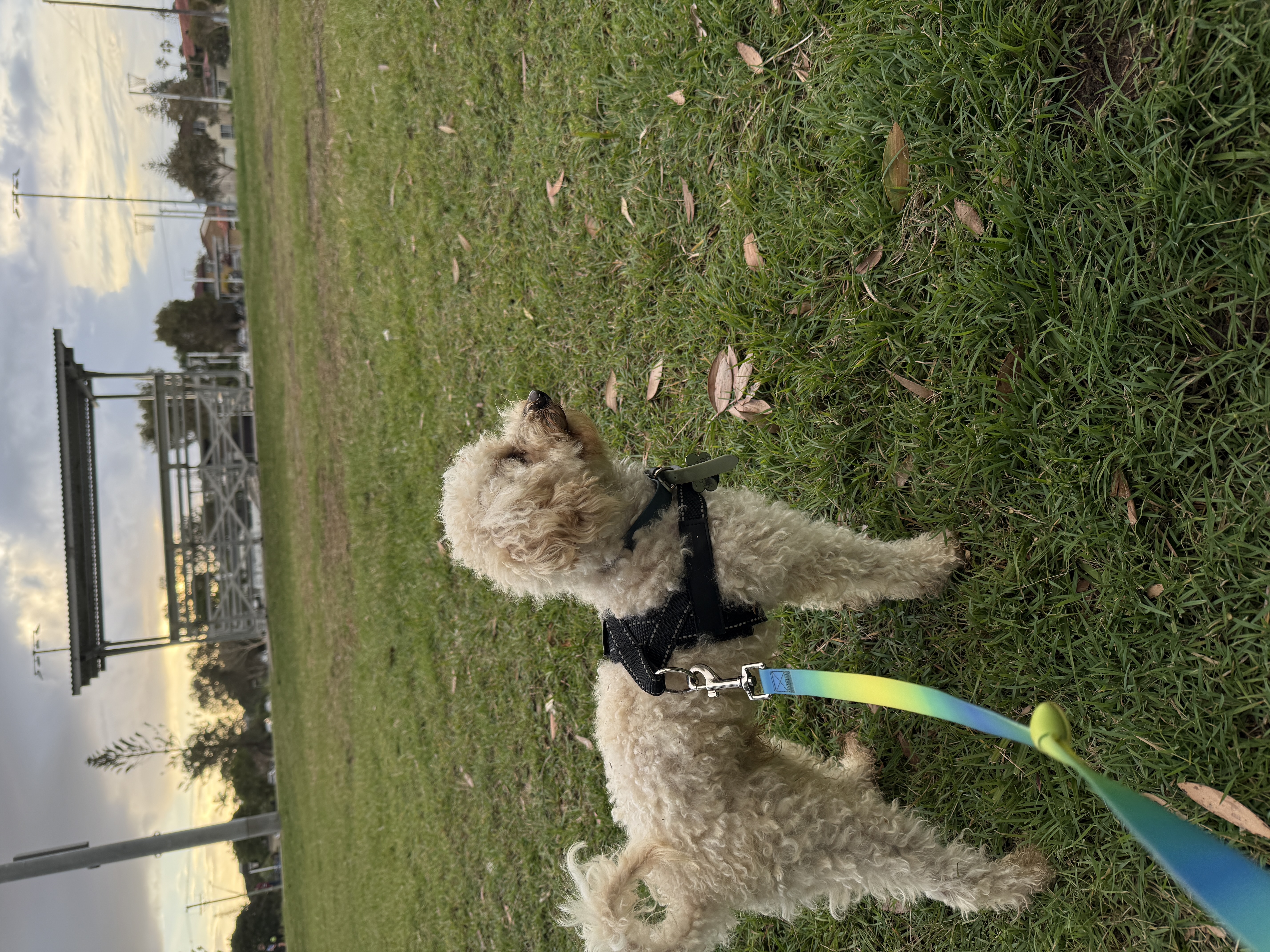 Toy Poodle – Ballina