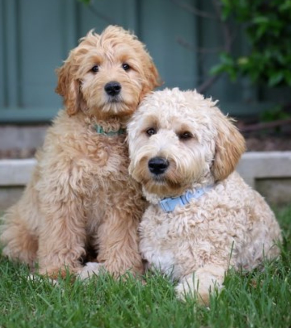 Golden Retrievers/Groodles