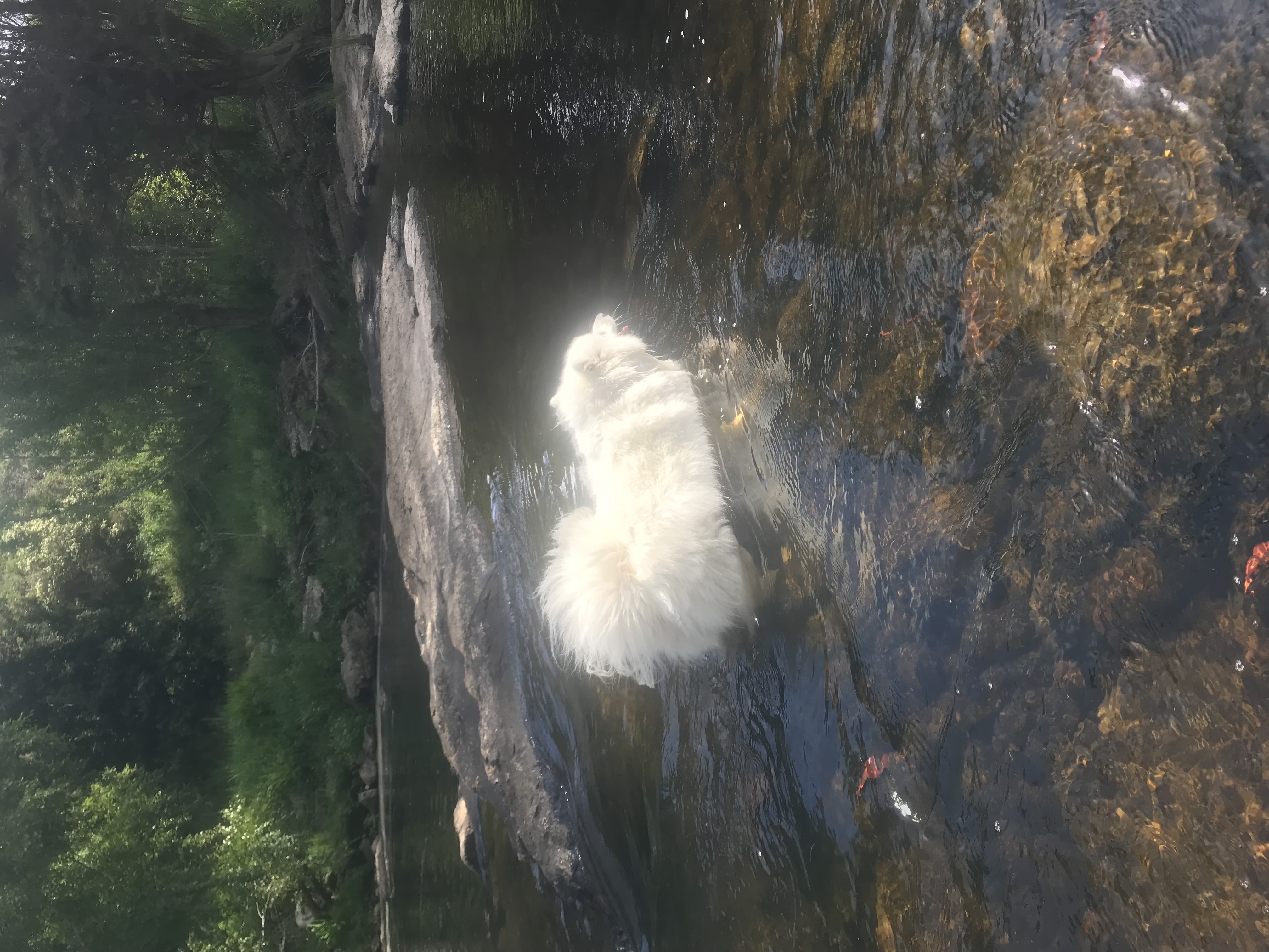 Japanese Spitz – Taroona