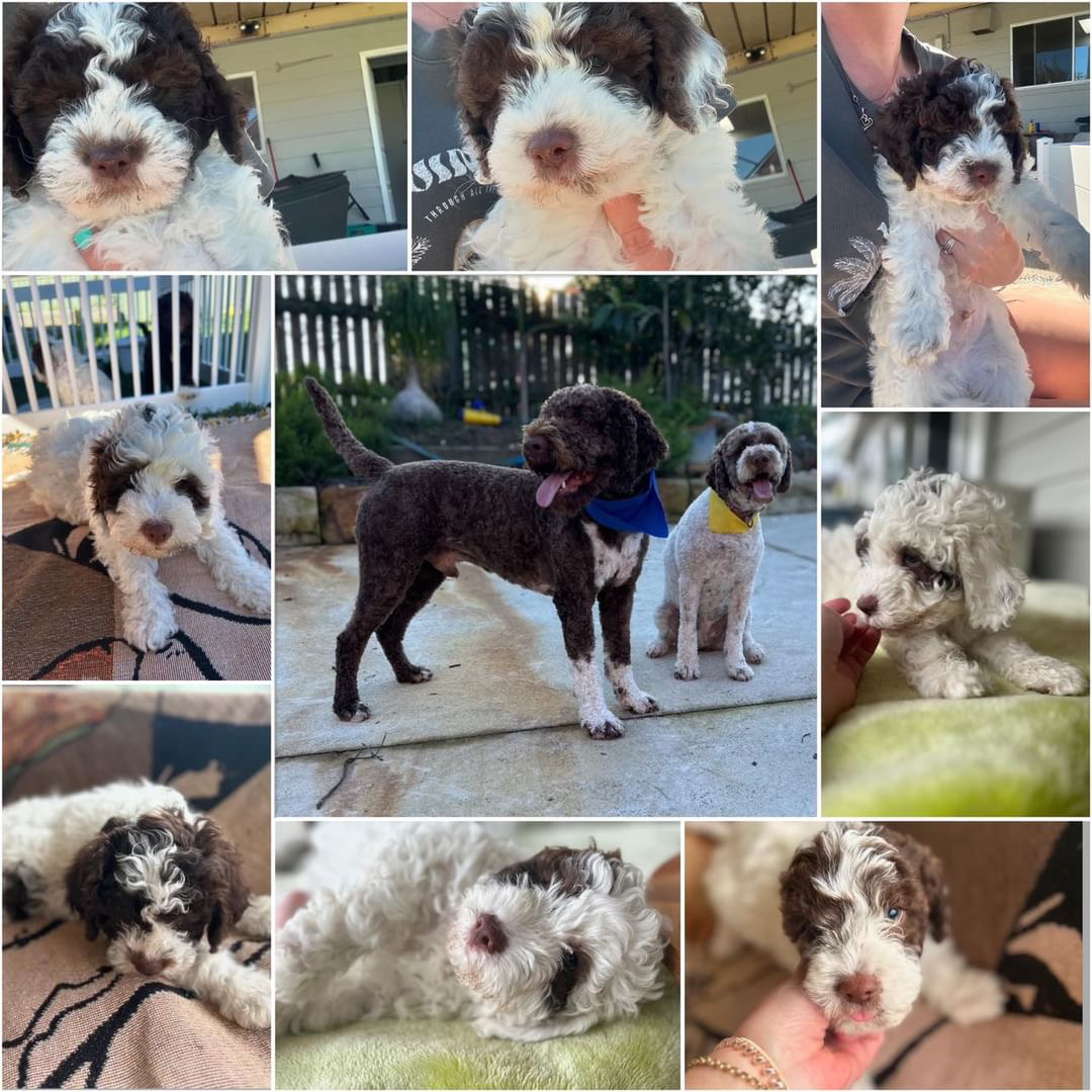 Lagotto Romagnolo – Gorokan