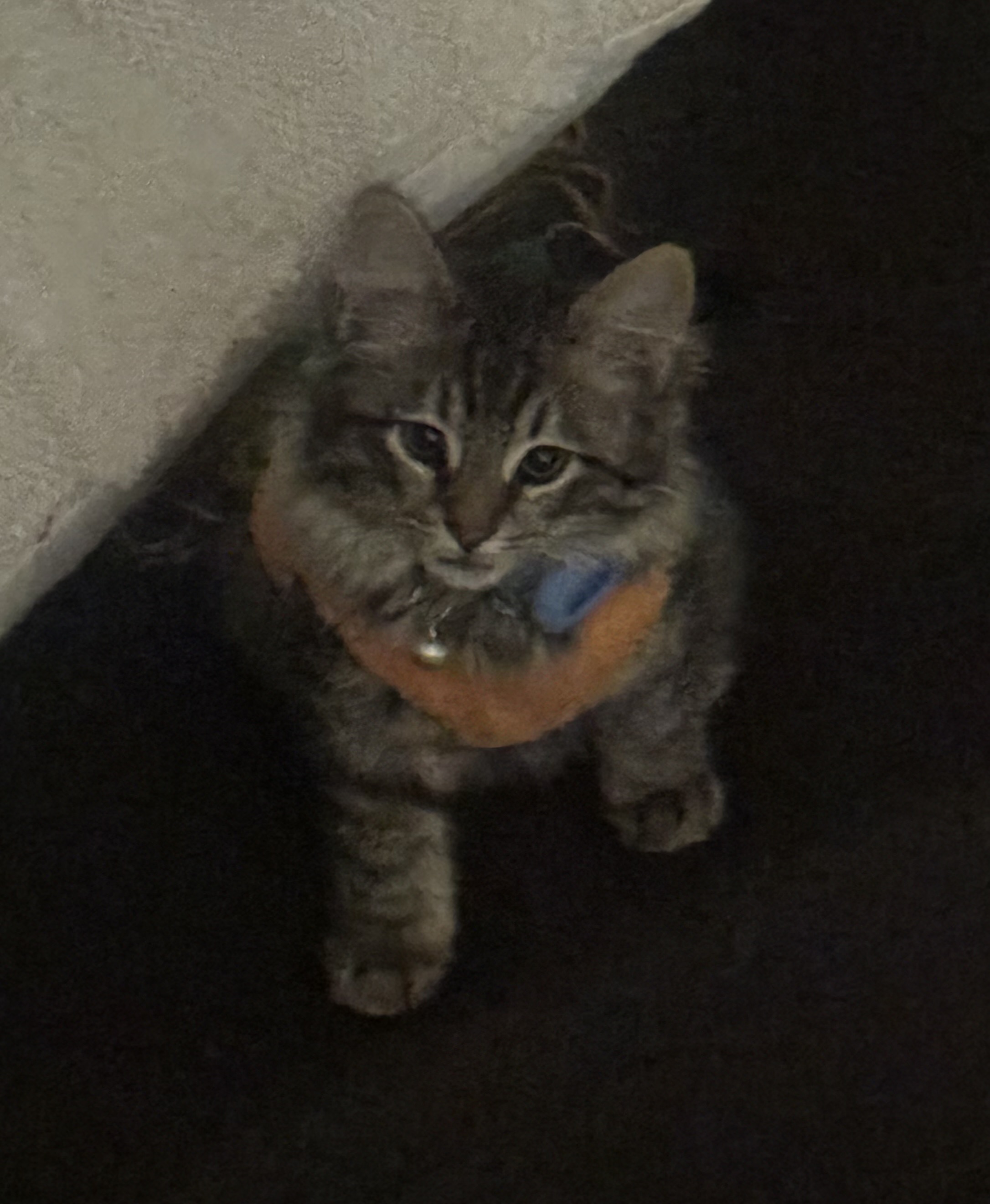 Domestic Medium Hair (DMH) – Yokine