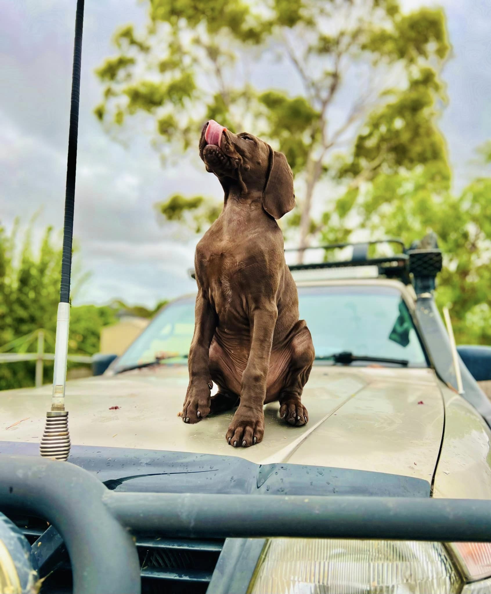 German Shorthaired Pointer - Hoppers Crossing