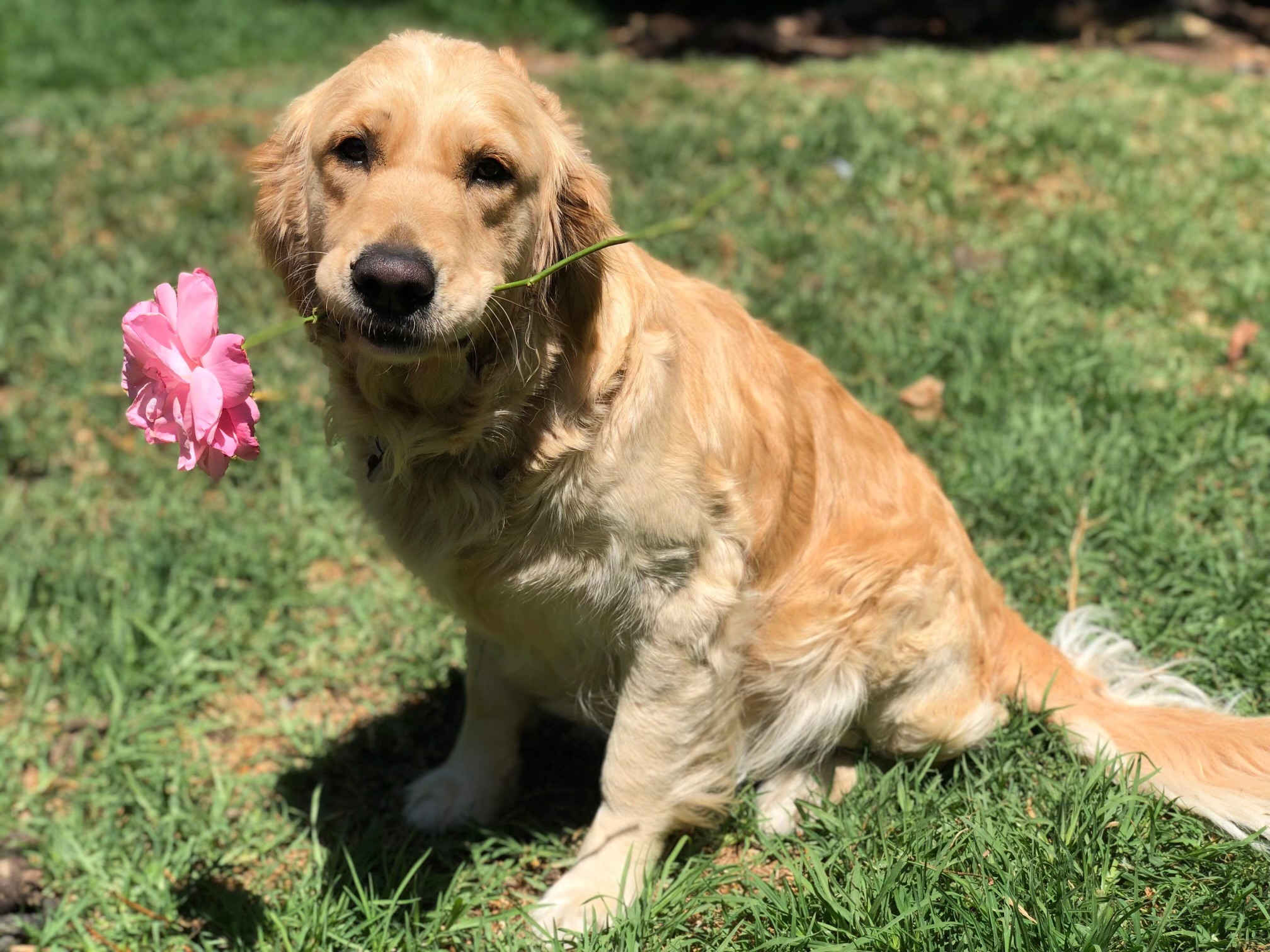 Golden Retriever