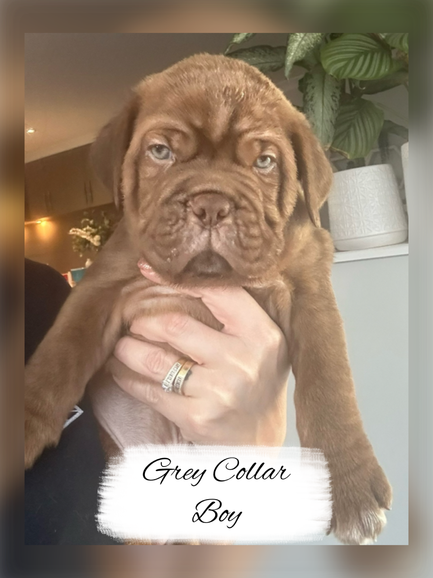 Dogue De Bordeaux – Butler