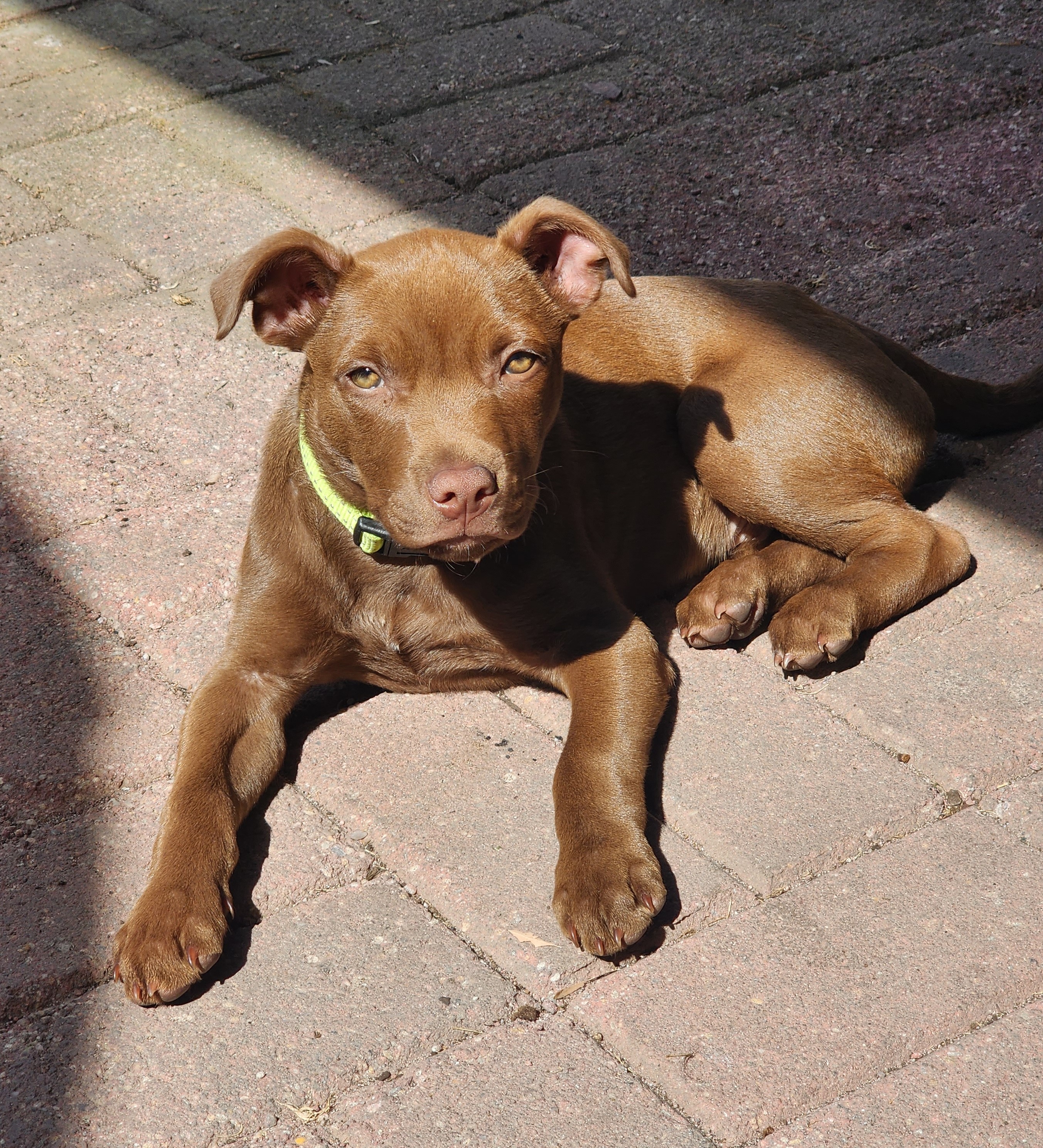 Red Nose American Staffordshire Bull Terrier