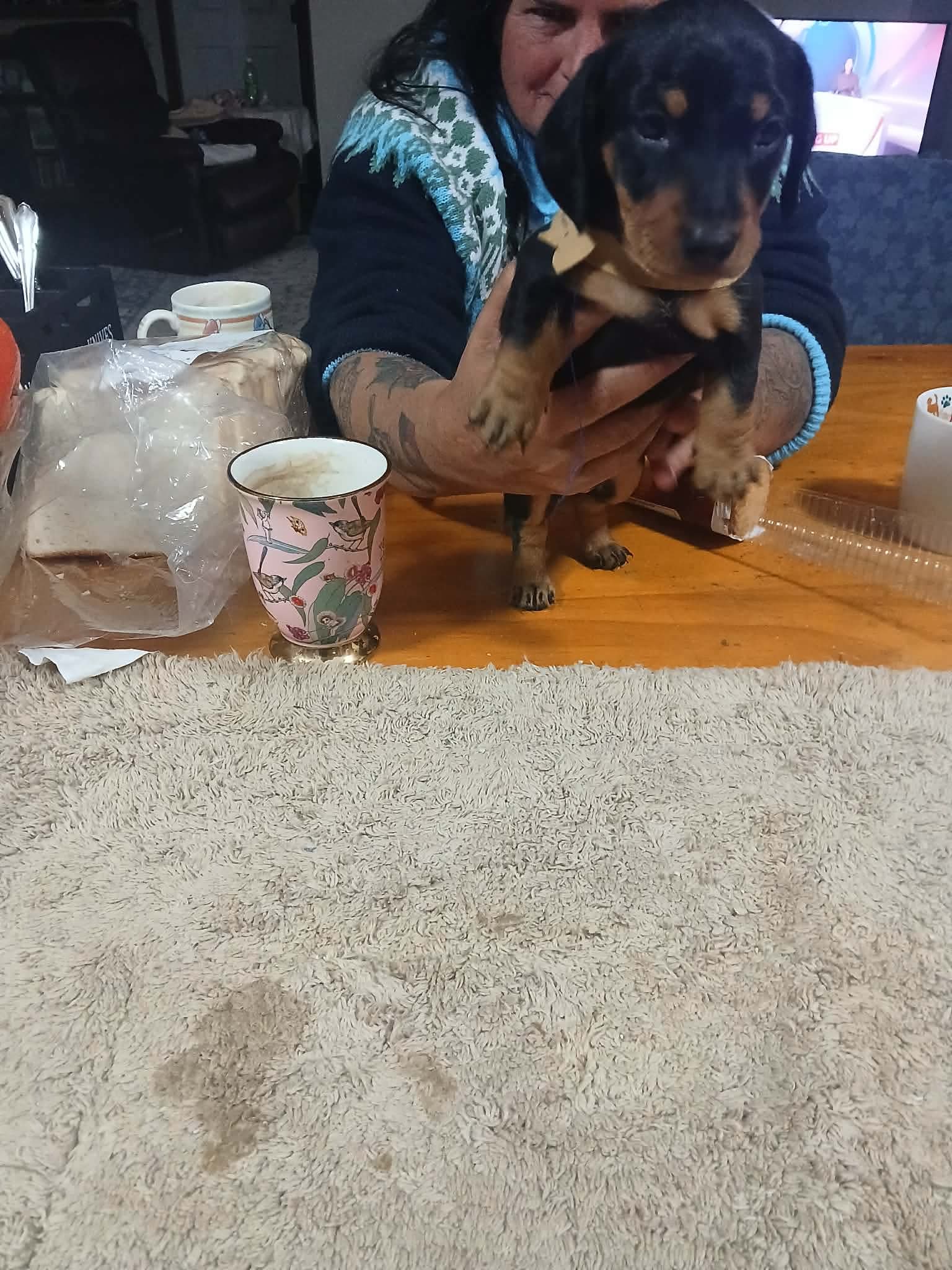 Miniature Dachshund – Maroubra
