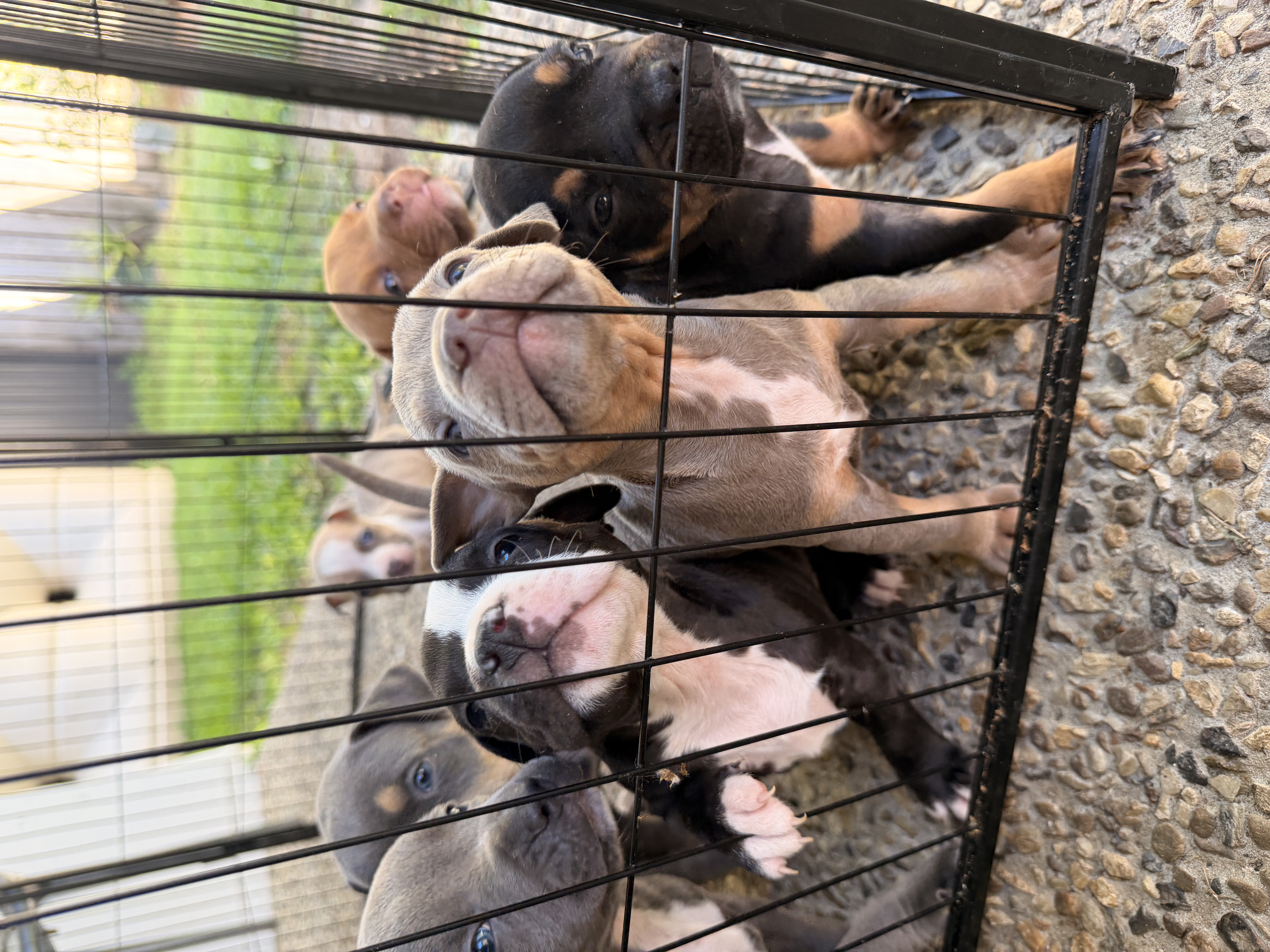 American Bulldog – Upper Coomera