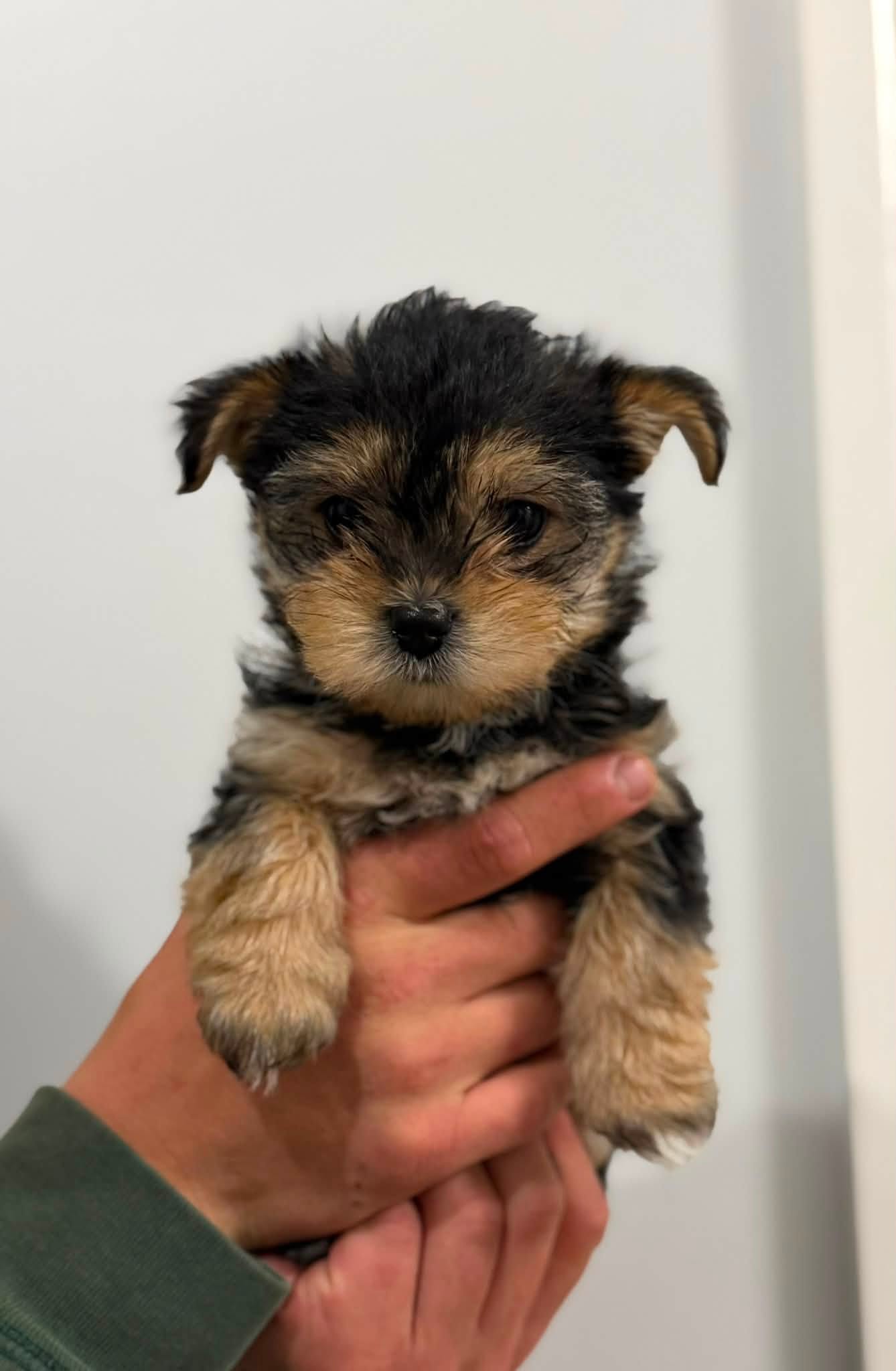 Australian Silky Terrier – Naracoorte