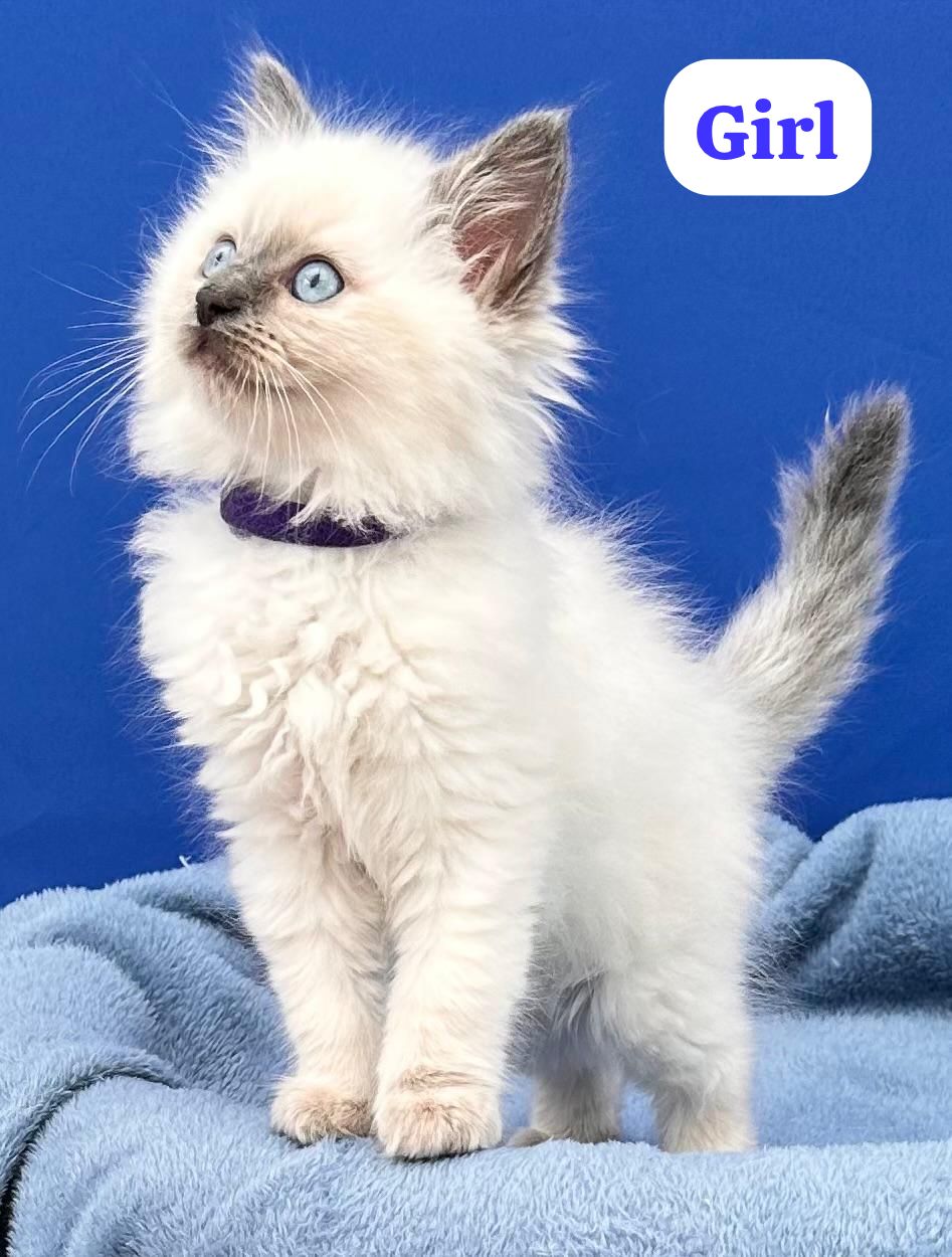 Ragdoll – Endeavour Hills