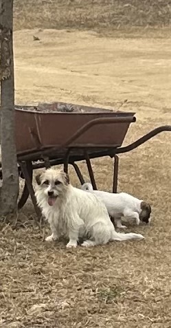 Jack Russell – Gatton