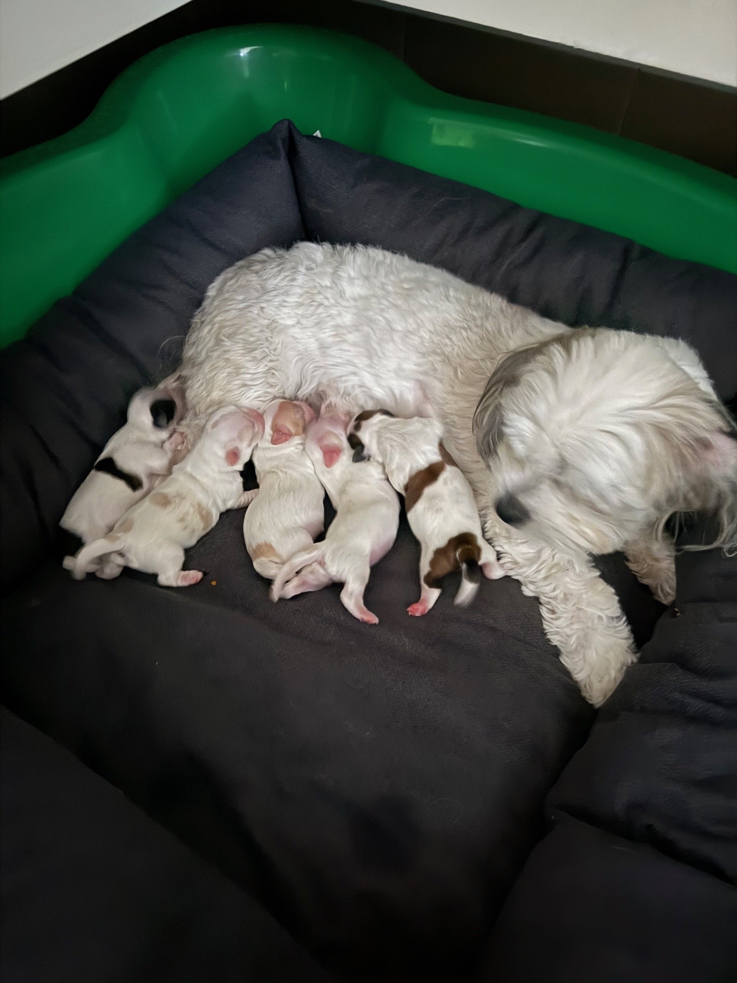 Maltese Shih Tzu – Leanne