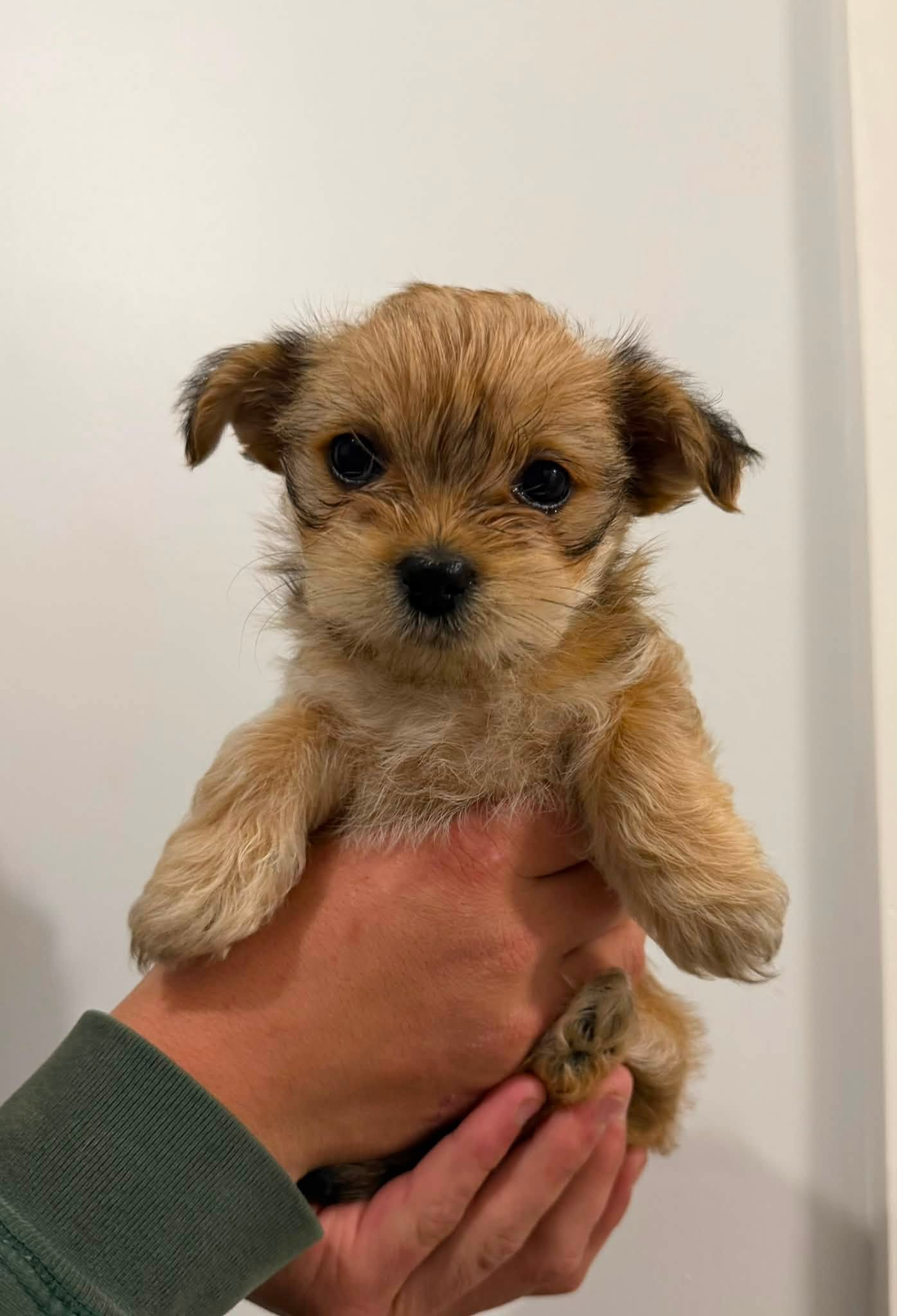 Shih Tzu – Naracoorte