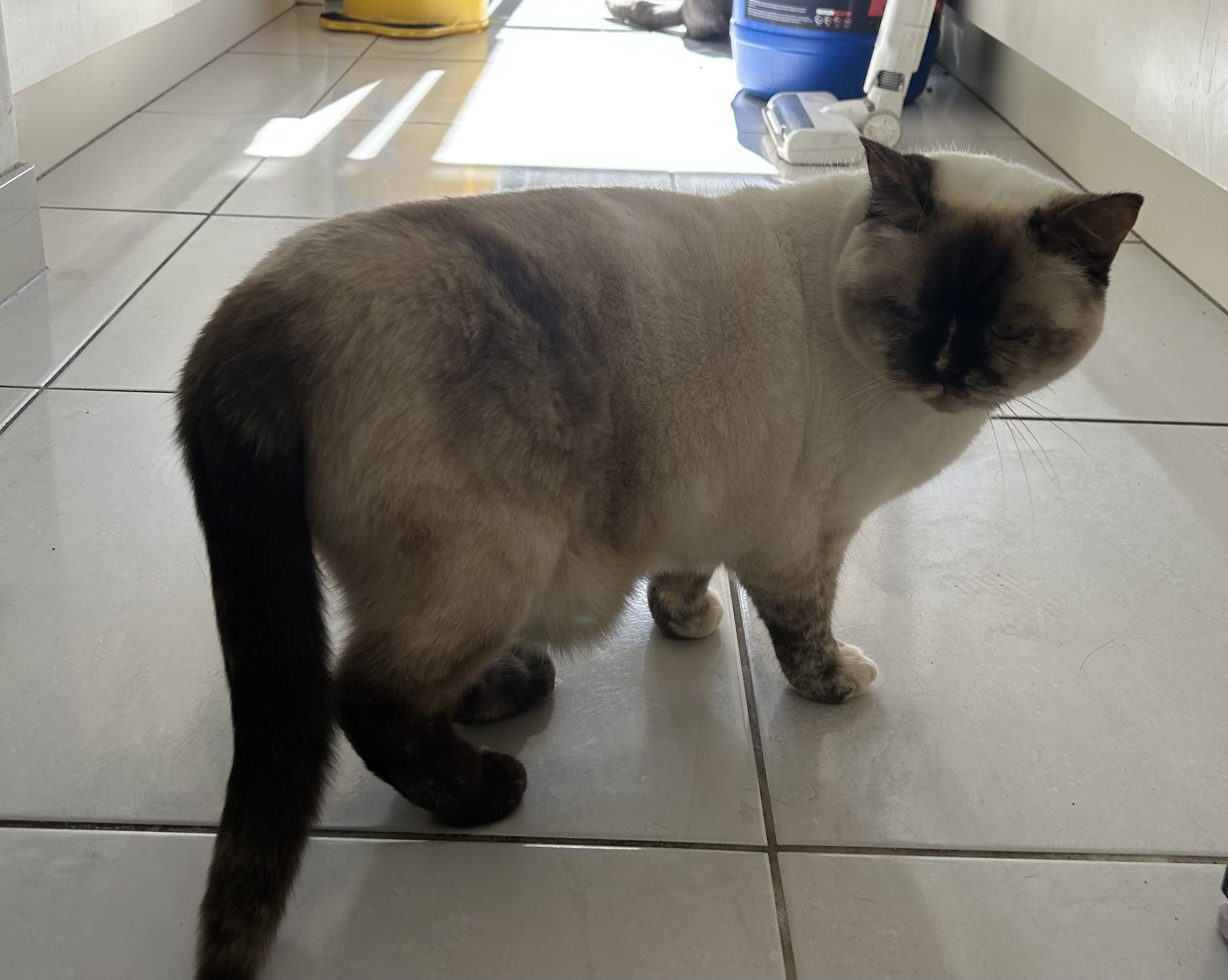 British Shorthair – Harkness