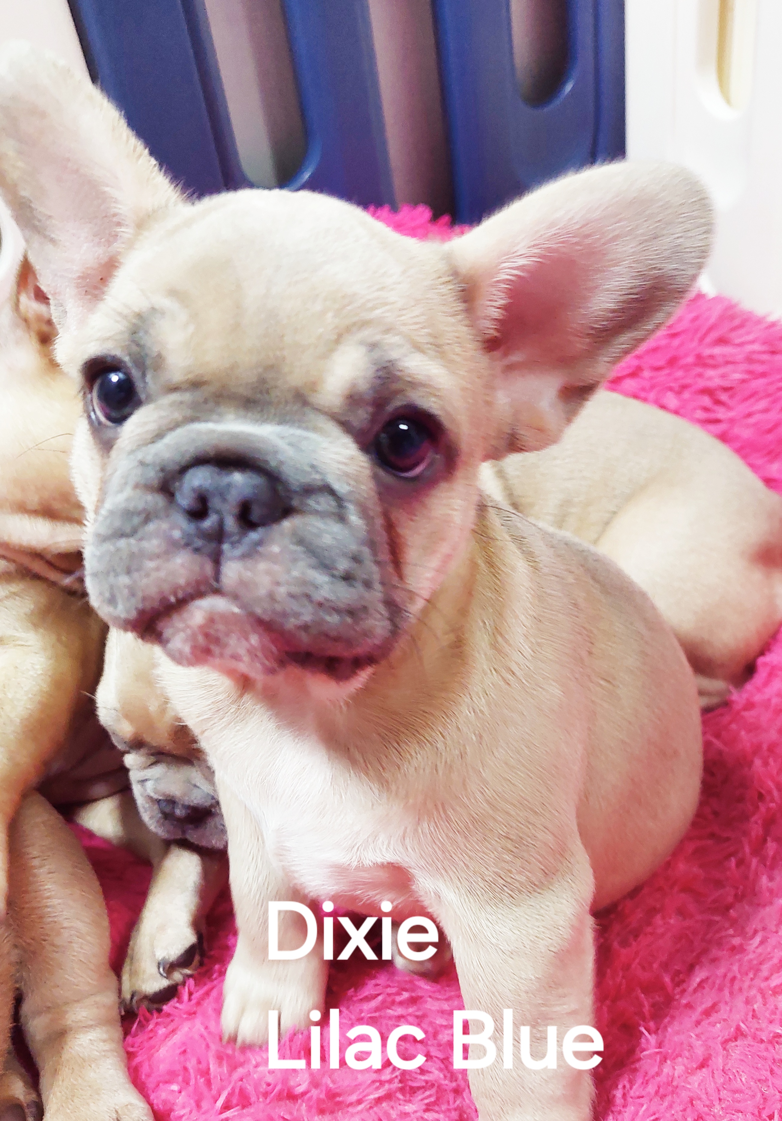 Dogs – Glenfield