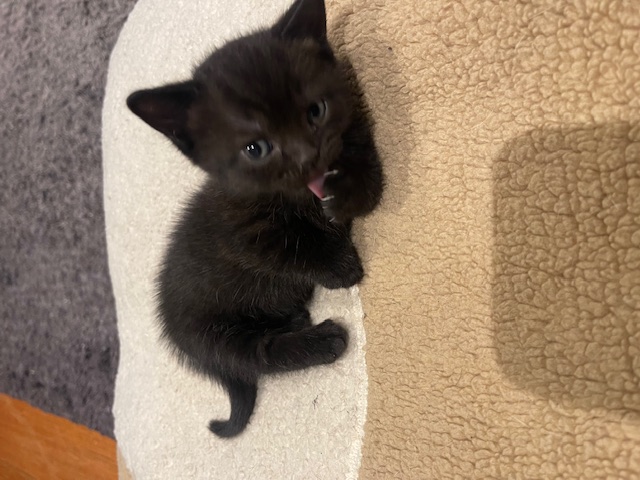 British Shorthair – Lalor