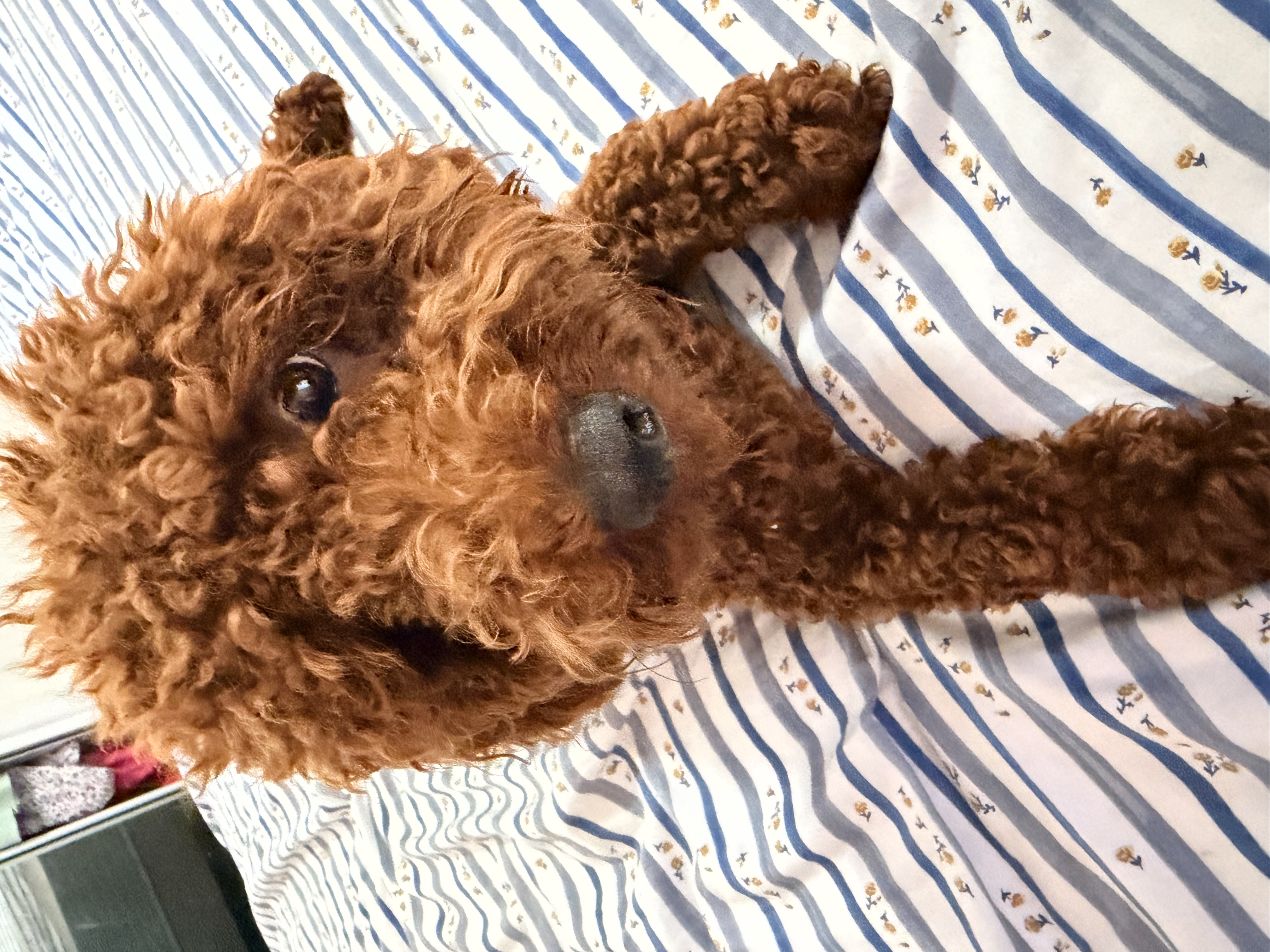 Toy Poodle – Bundaberg Central